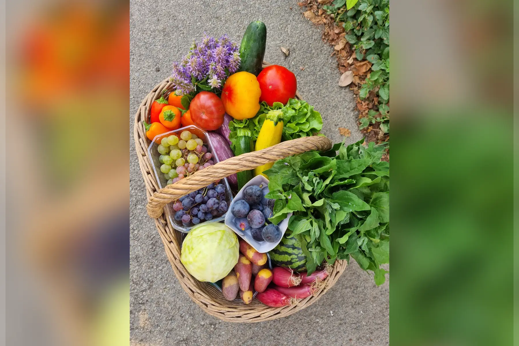 🥗 Nos Paniers de légumes bio