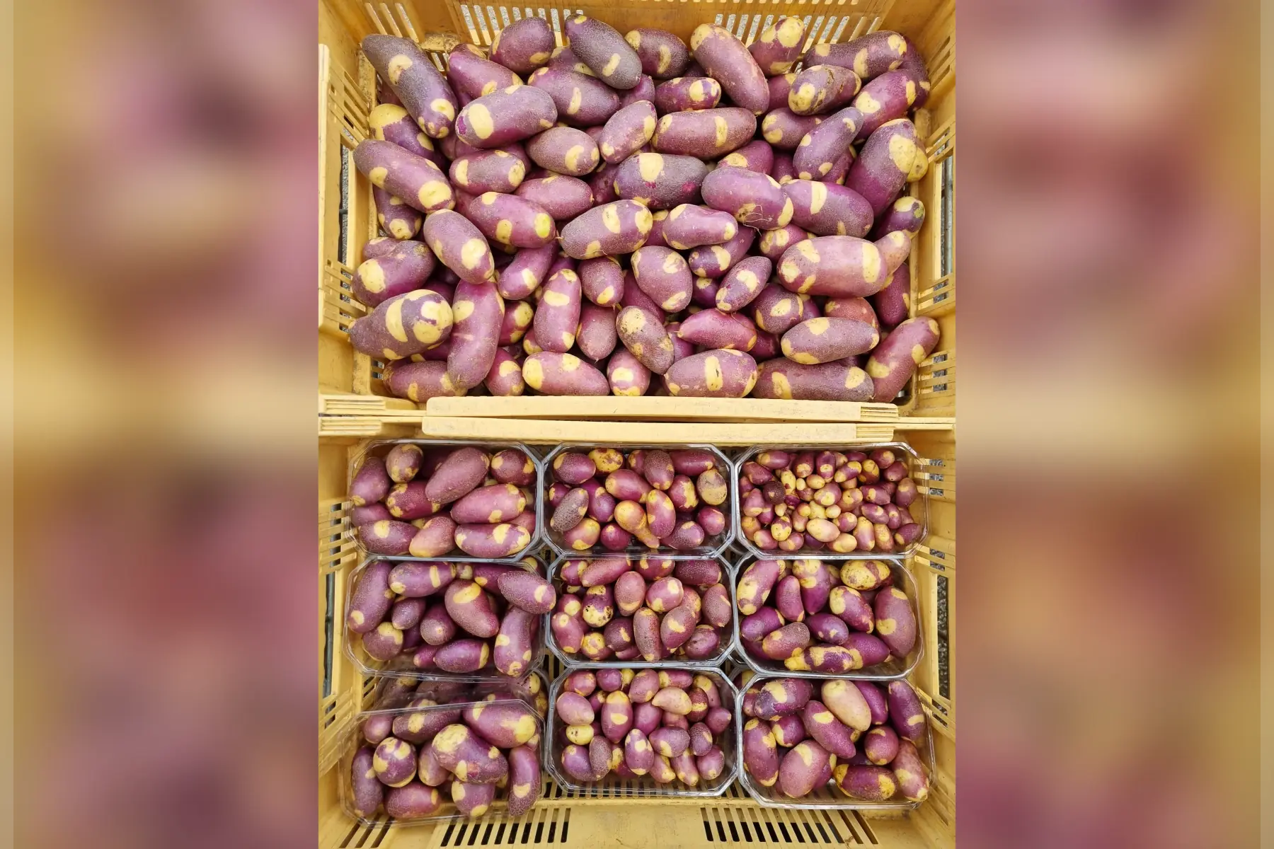 Pomme de terre nouvelle "Whaou" bio