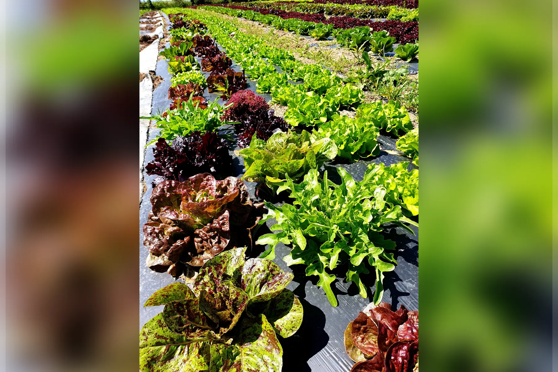 Salade bio (au choix)