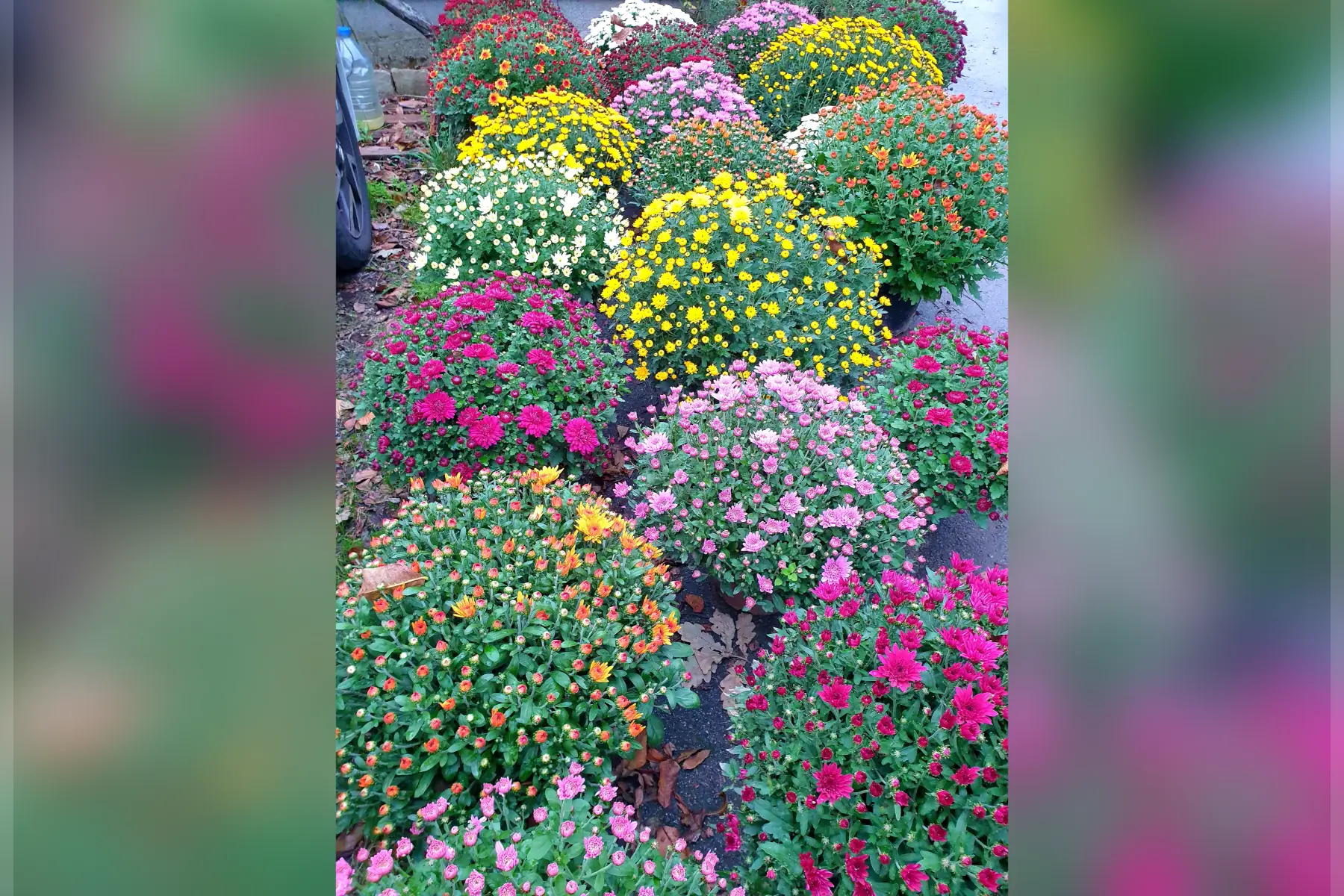 🏵 Chrysanthème du jardin (le pot)