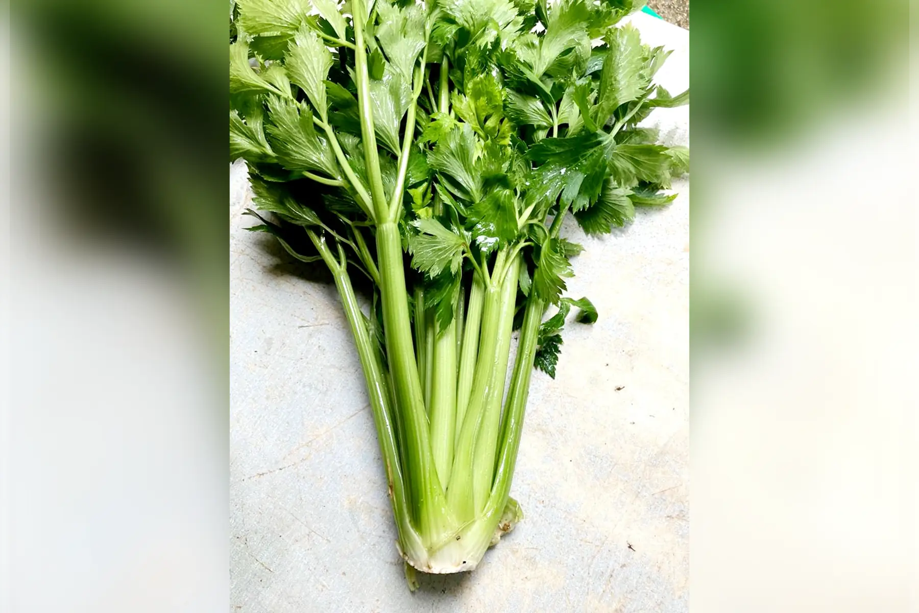 Céleri branche en pied bio