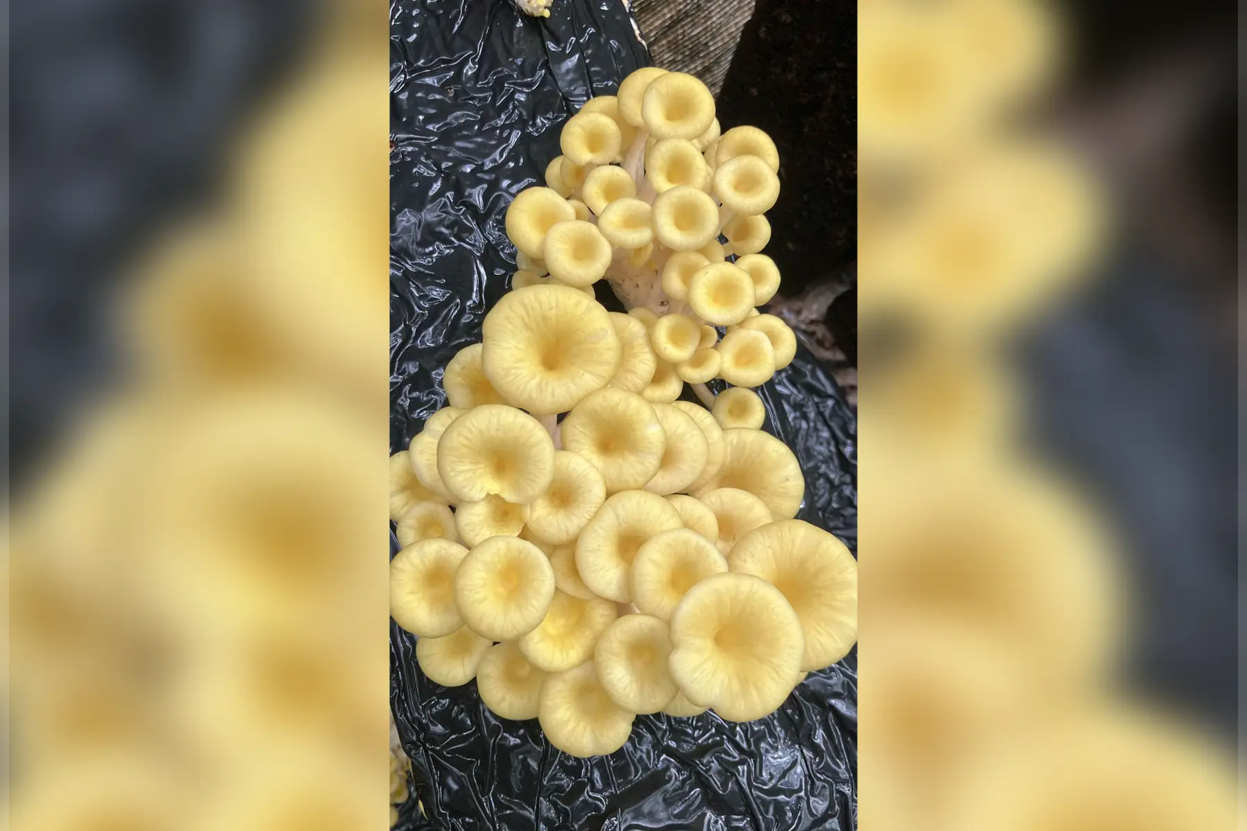 Champignons bio (au choix)