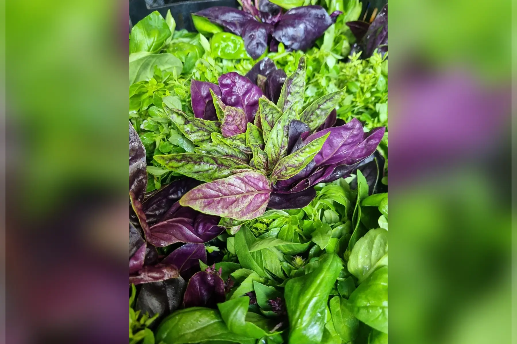 Basilic bio (variété au choix)