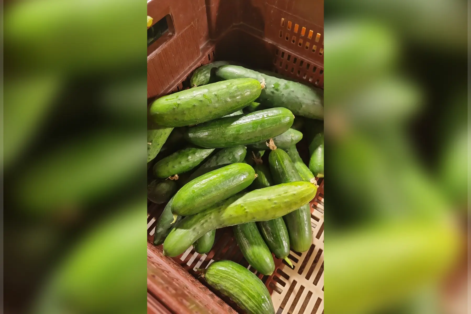 Concombre bio (au choix)