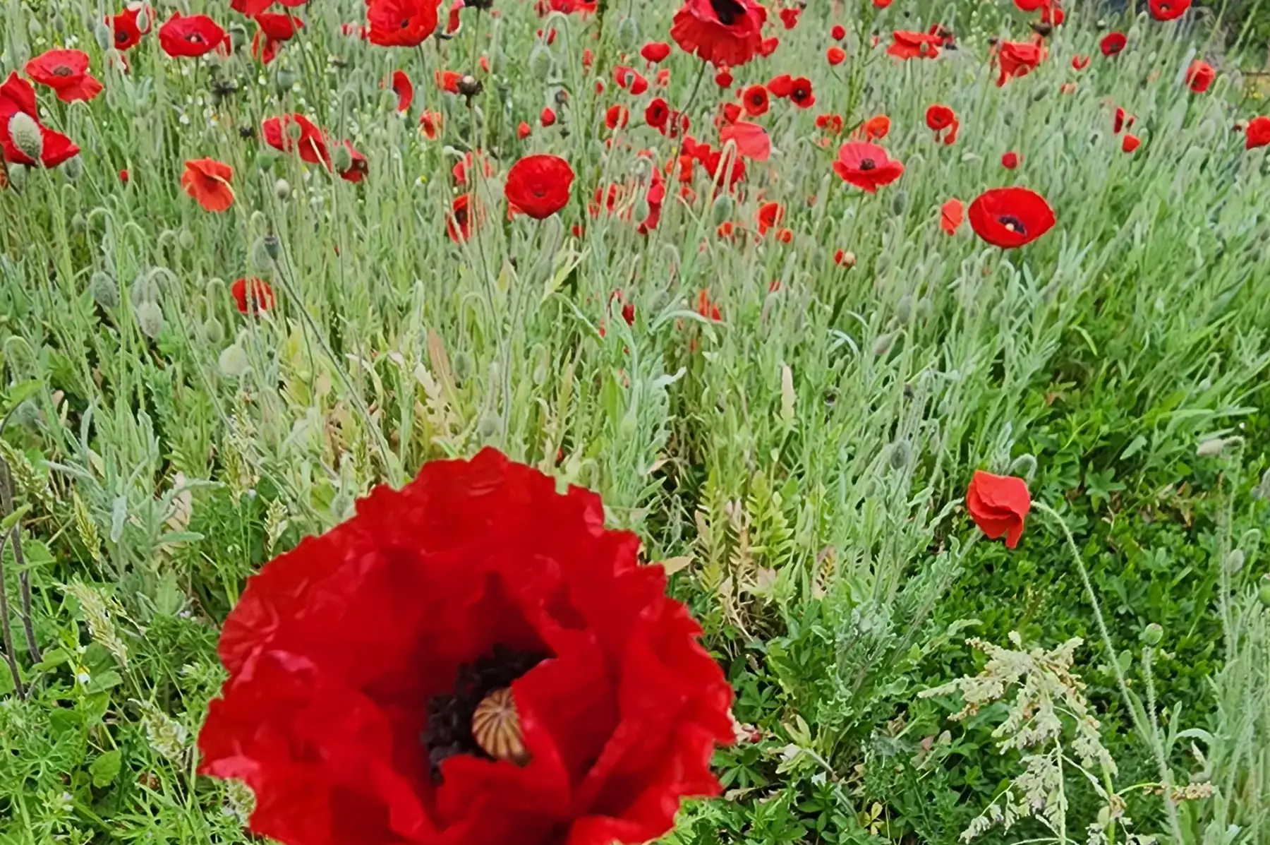 Sirop Coquelicot