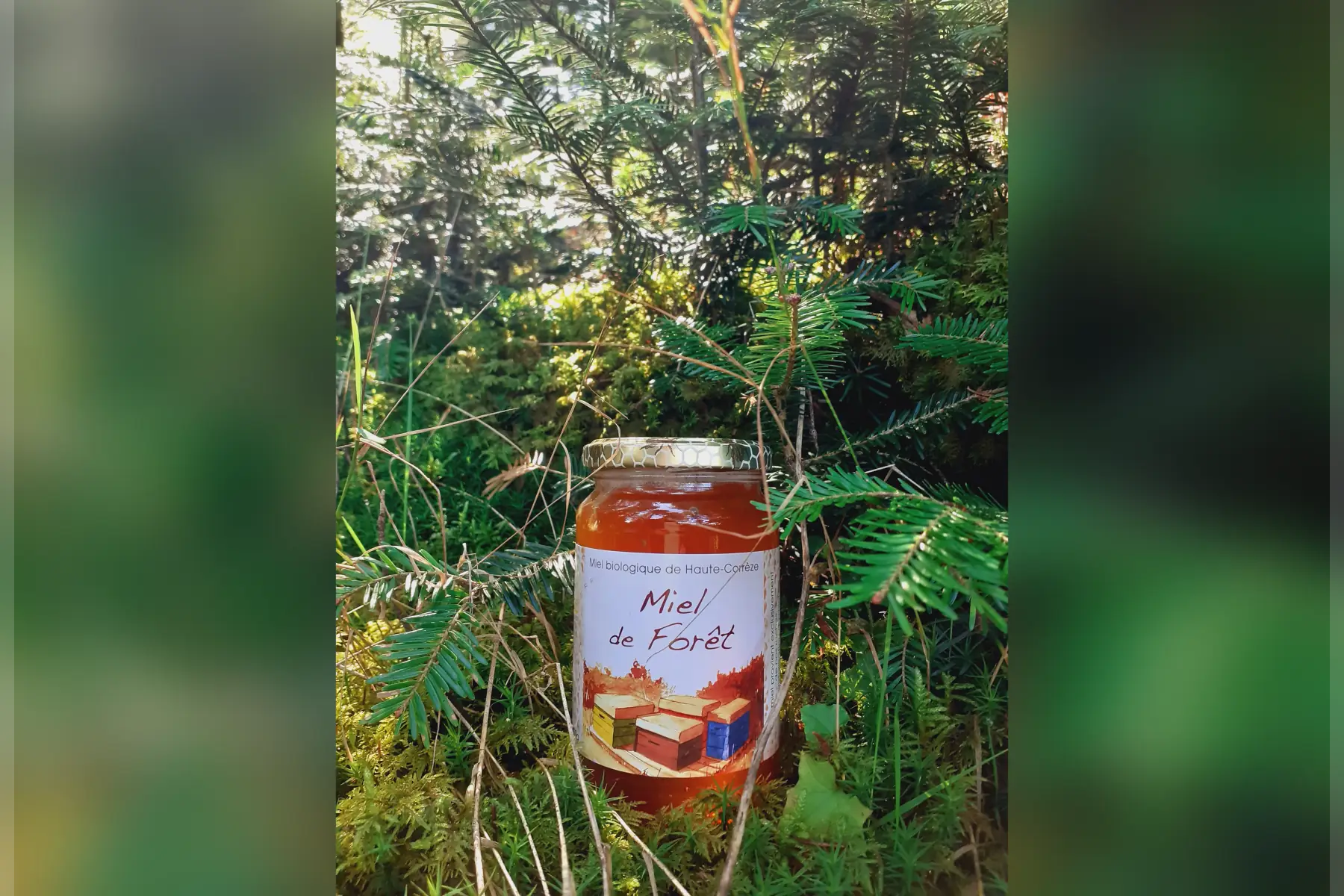 Miel de Forêt BIO nouvelle récolte 2025