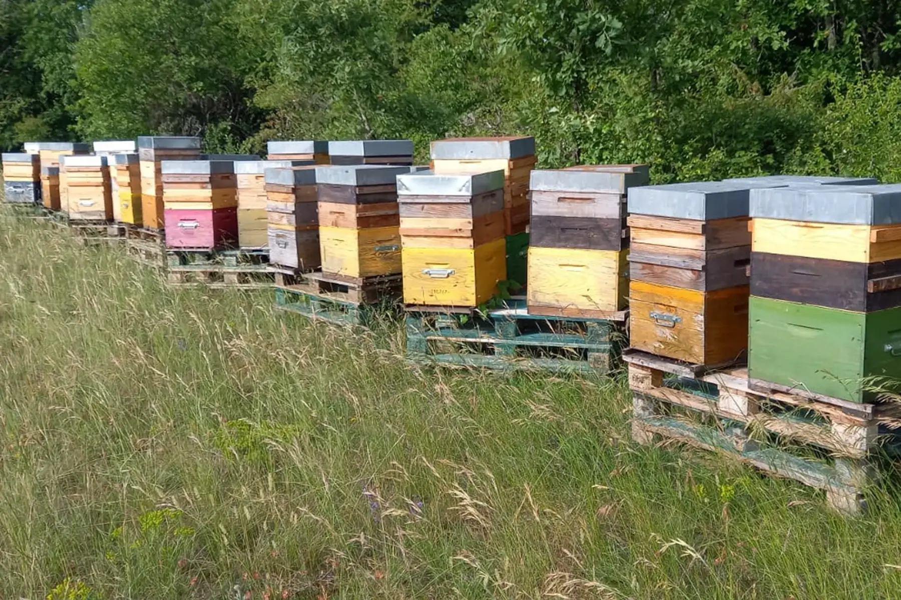 La Ruche à Six Pattes