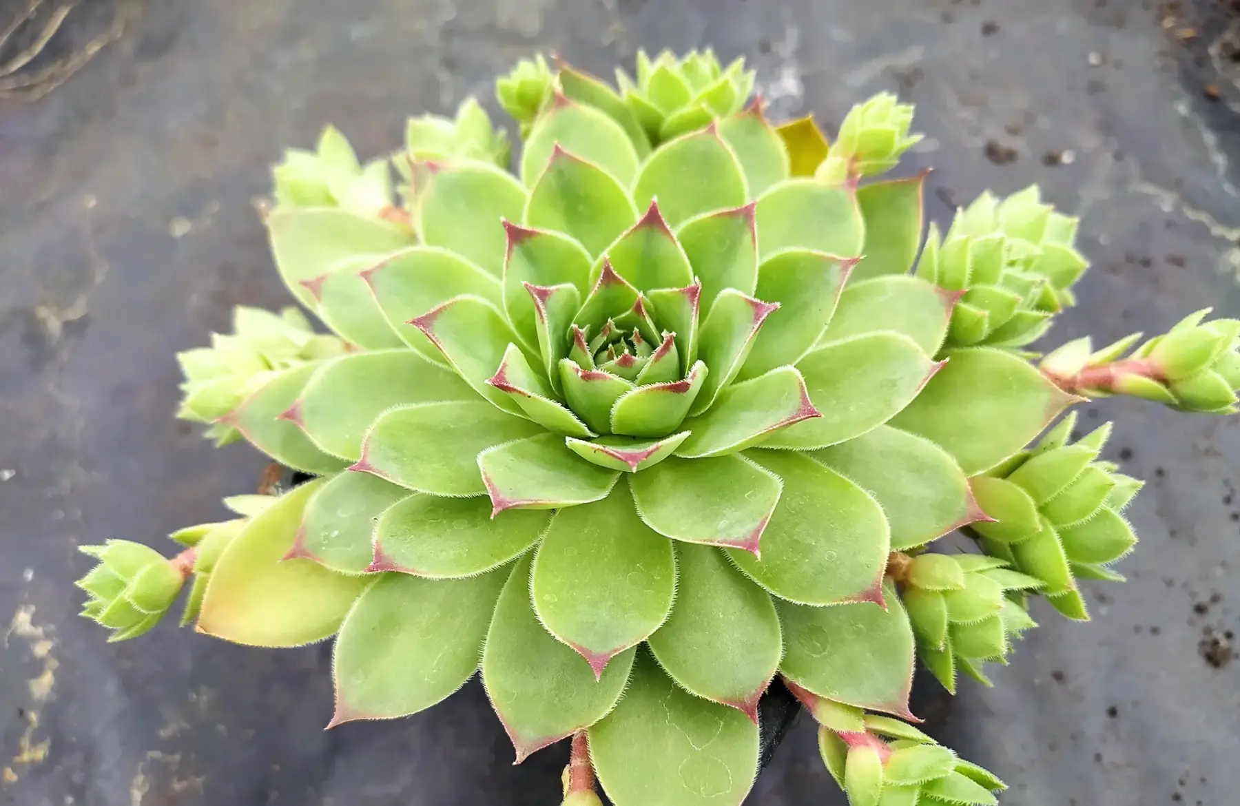 Joubarbe des toits - Plant