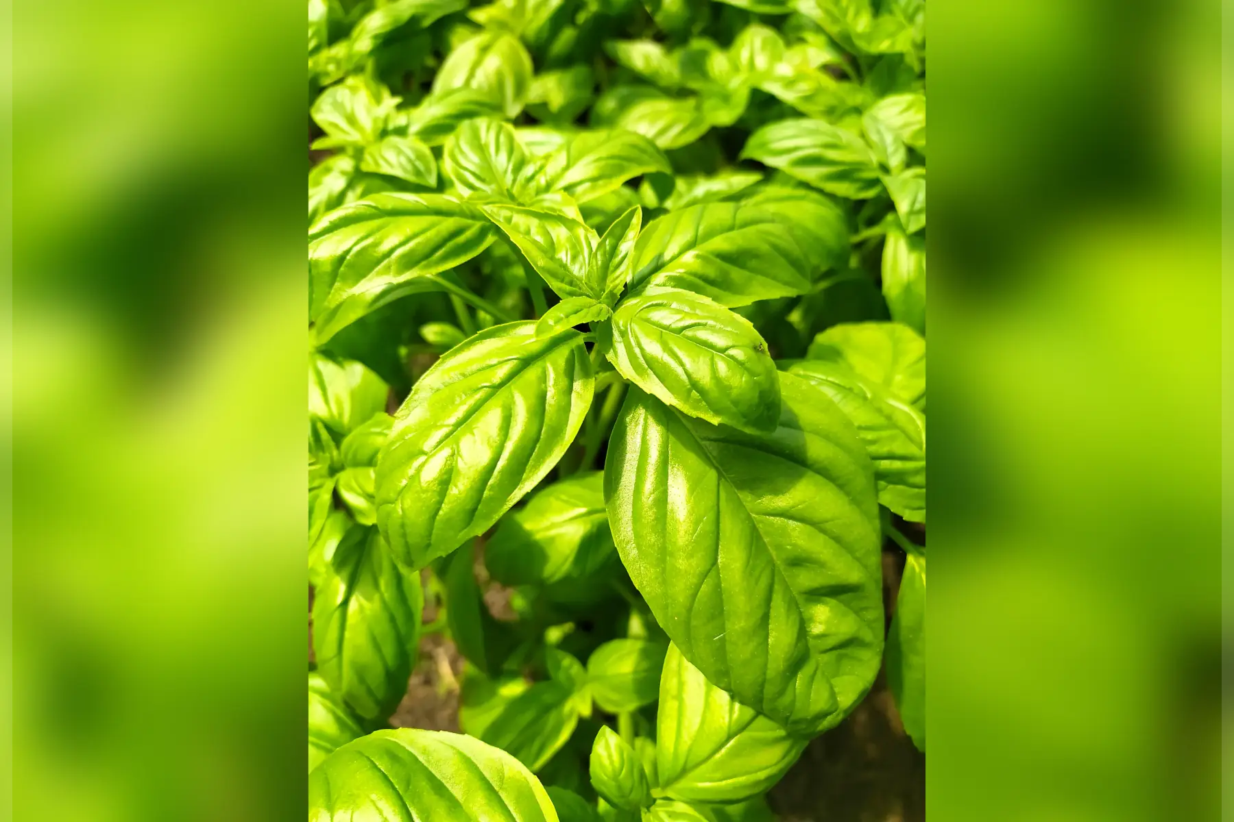 Basilic vert genovese