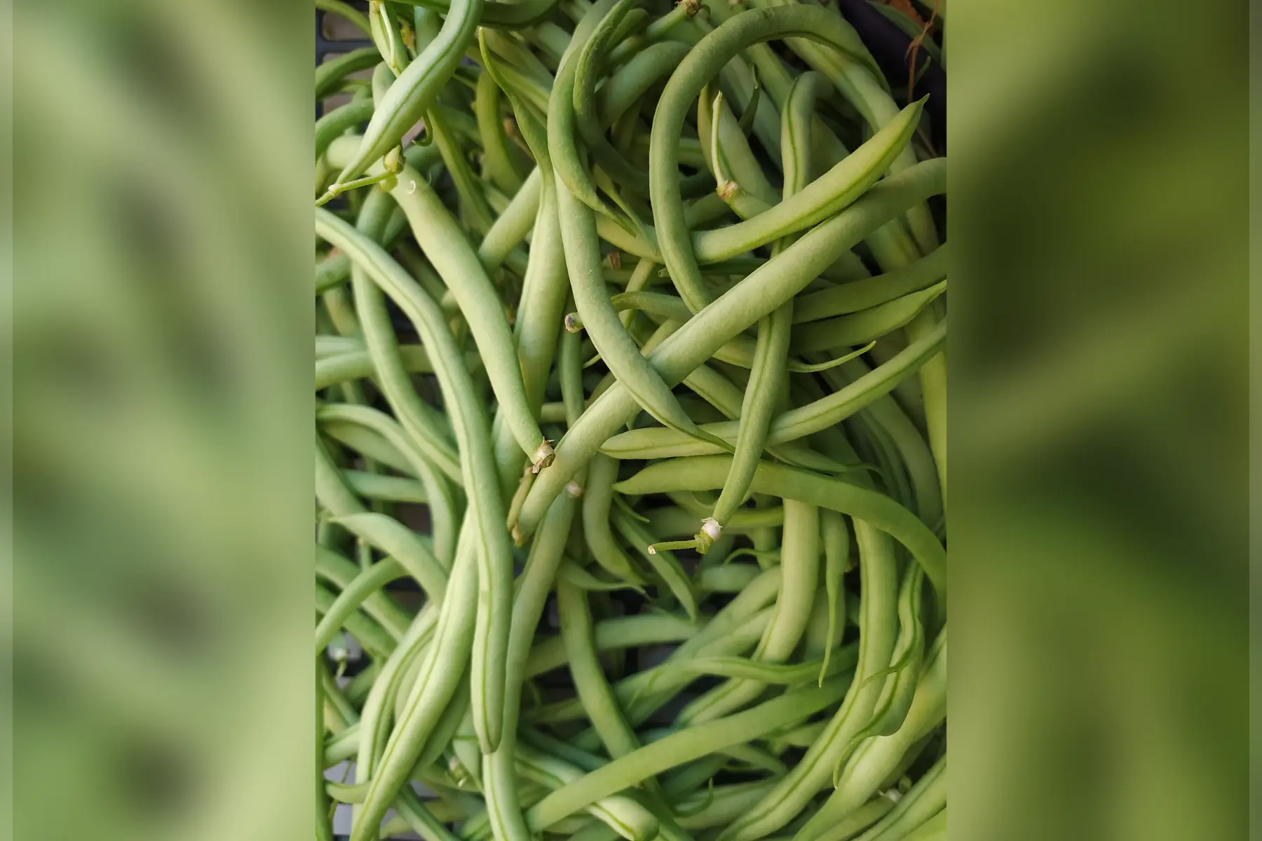 Haricots verts