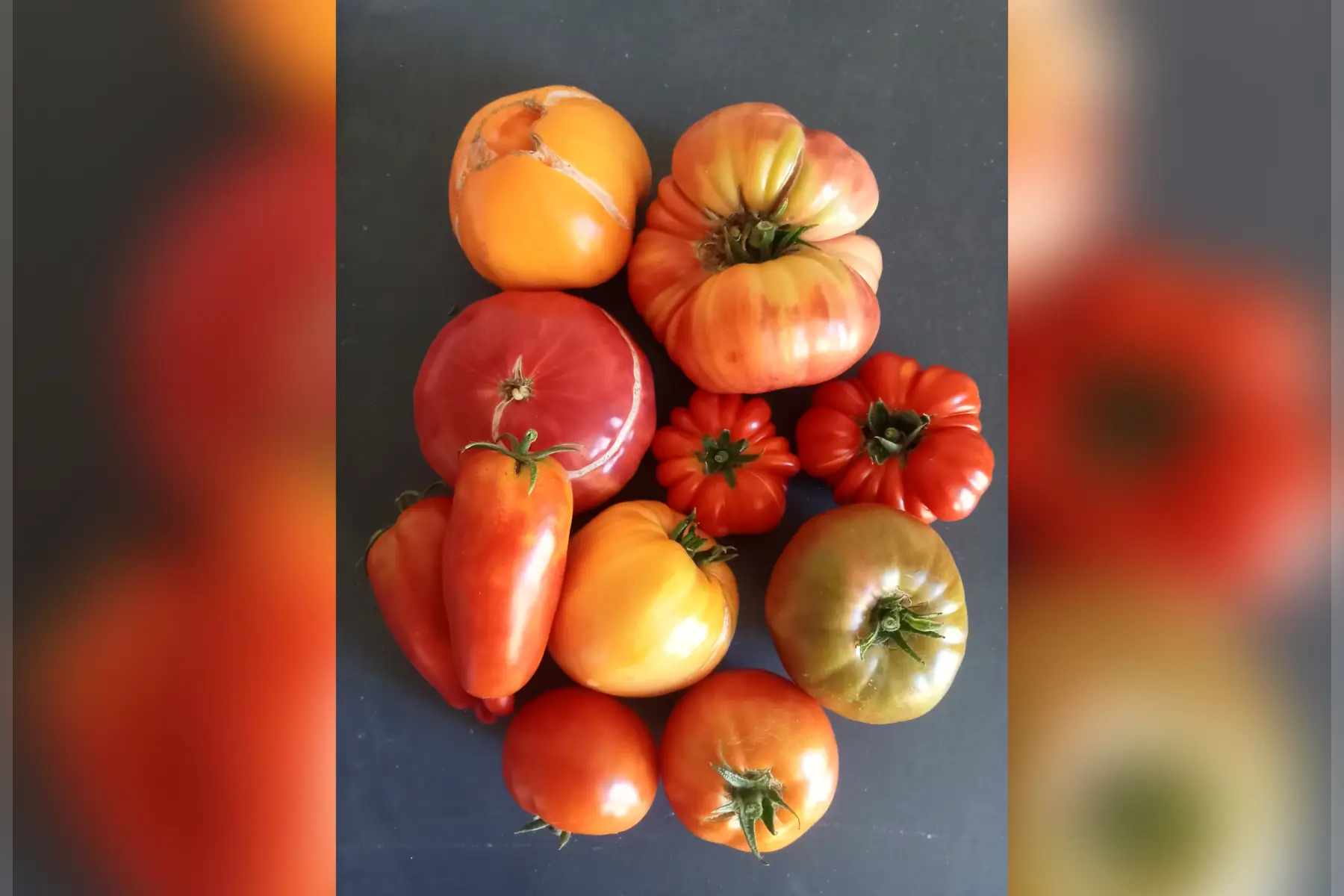 Tomates anciennes