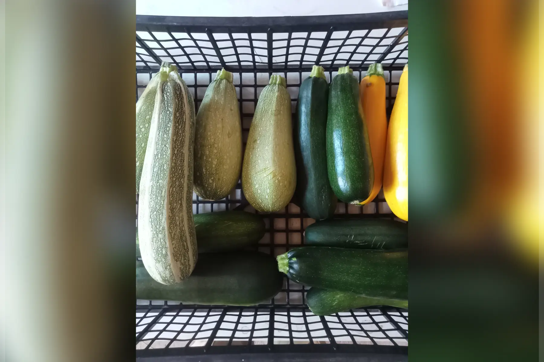 Courgette