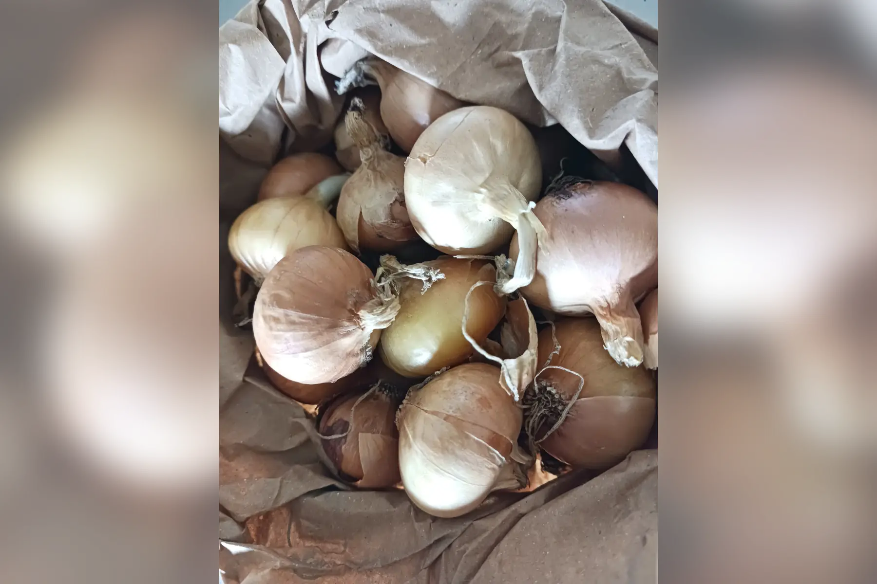 Sachet petits oignons