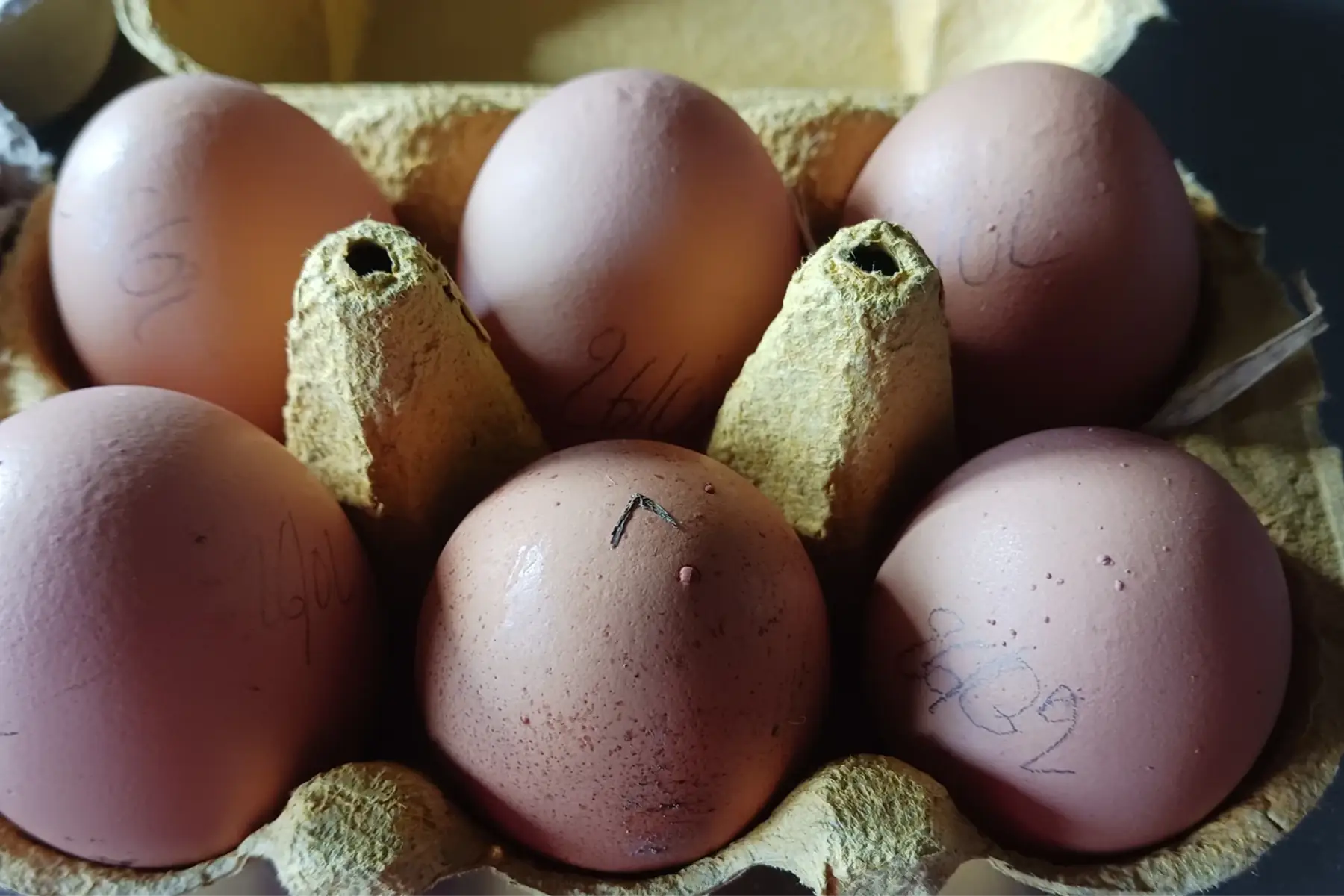 Œufs de la ferme