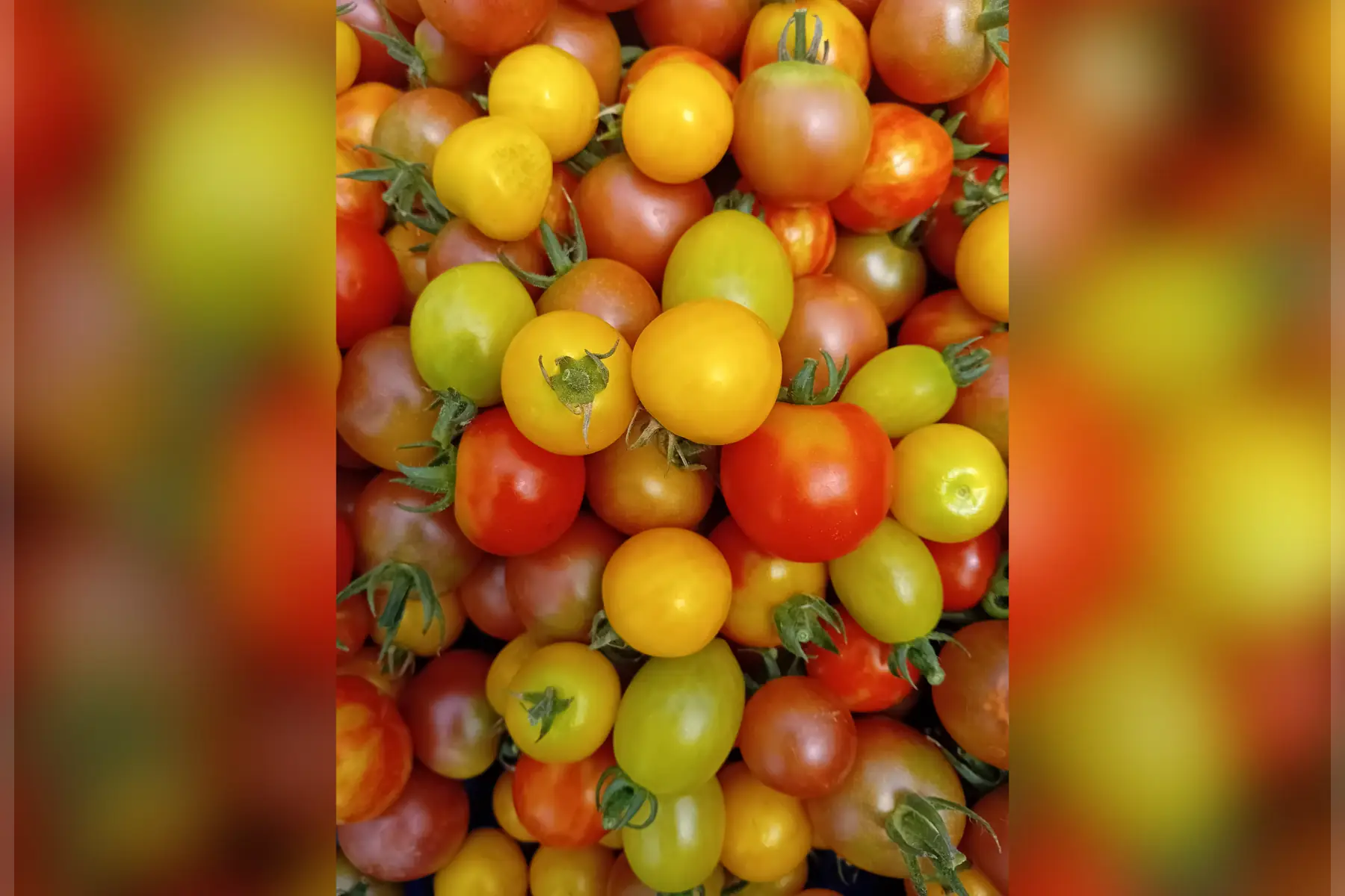 Tomates cerises