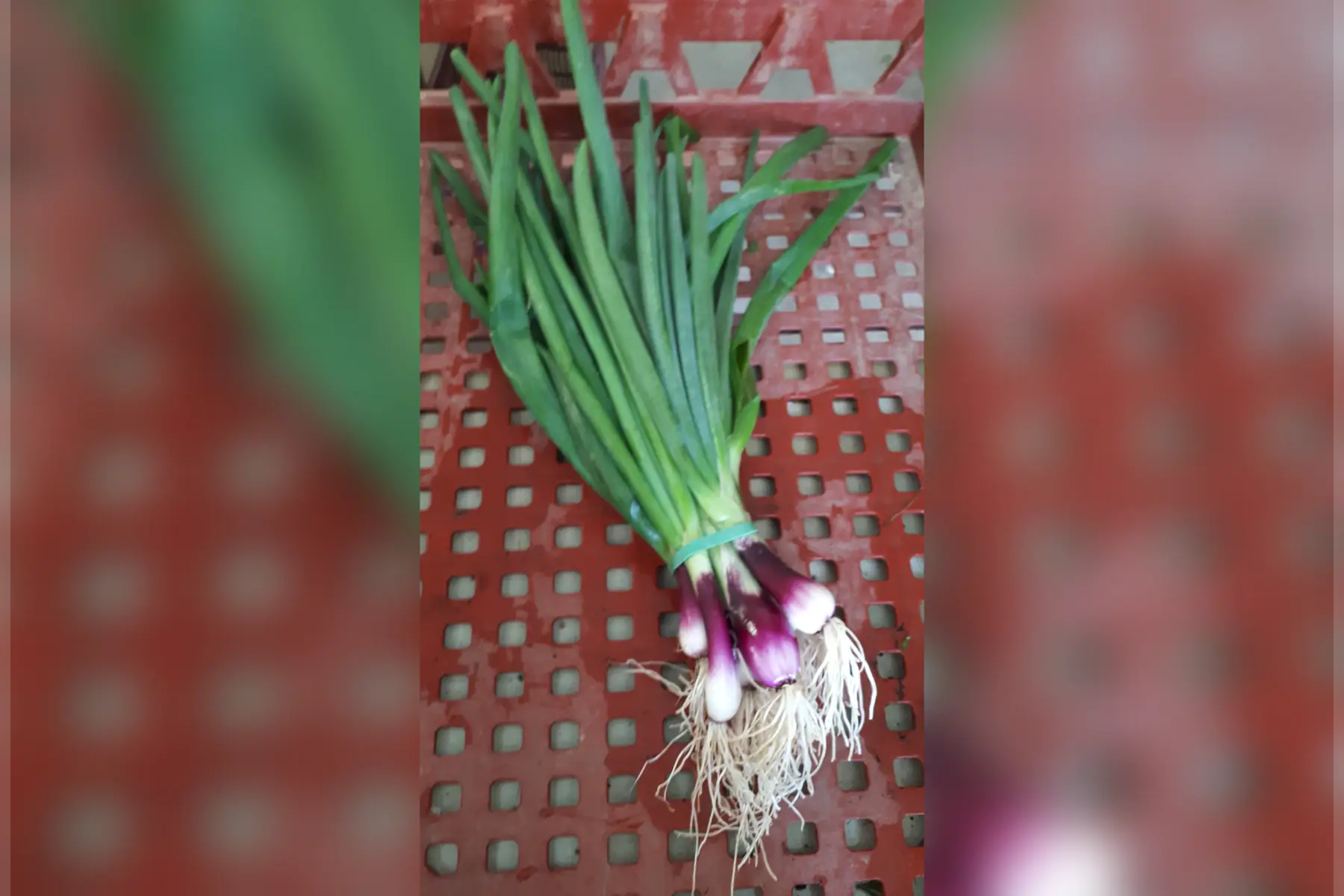 oignon rouge botte (350g)