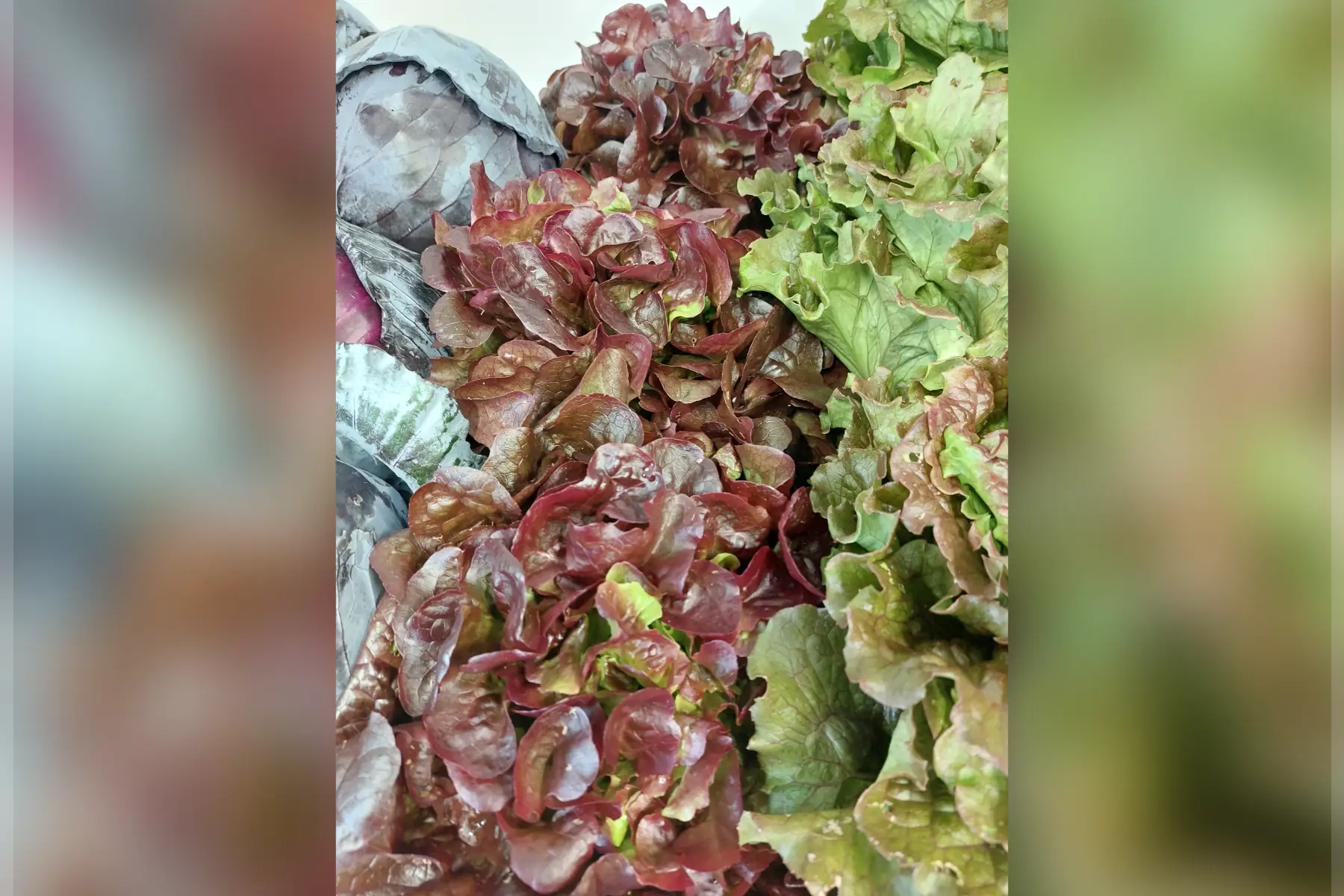 salade feuille de chêne rouge