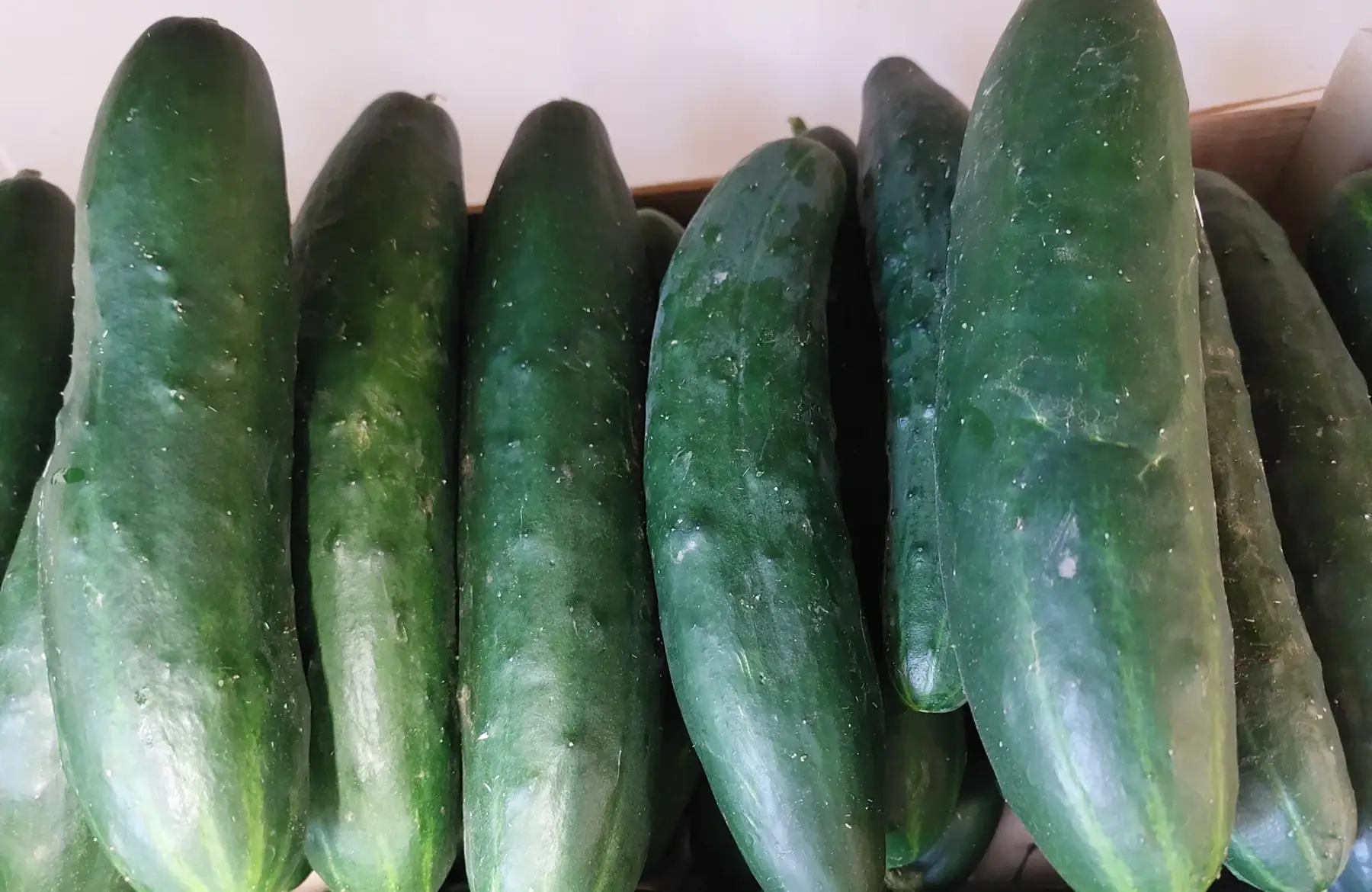 concombre épineux