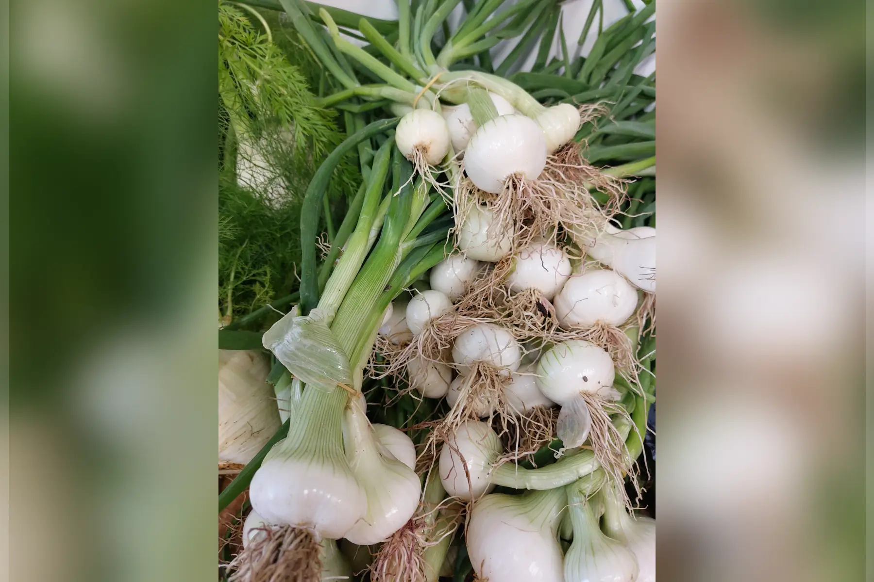 oignon jaune botte (350g)