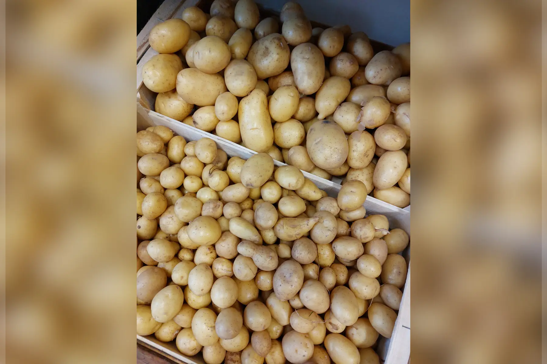 pomme de terre safrane