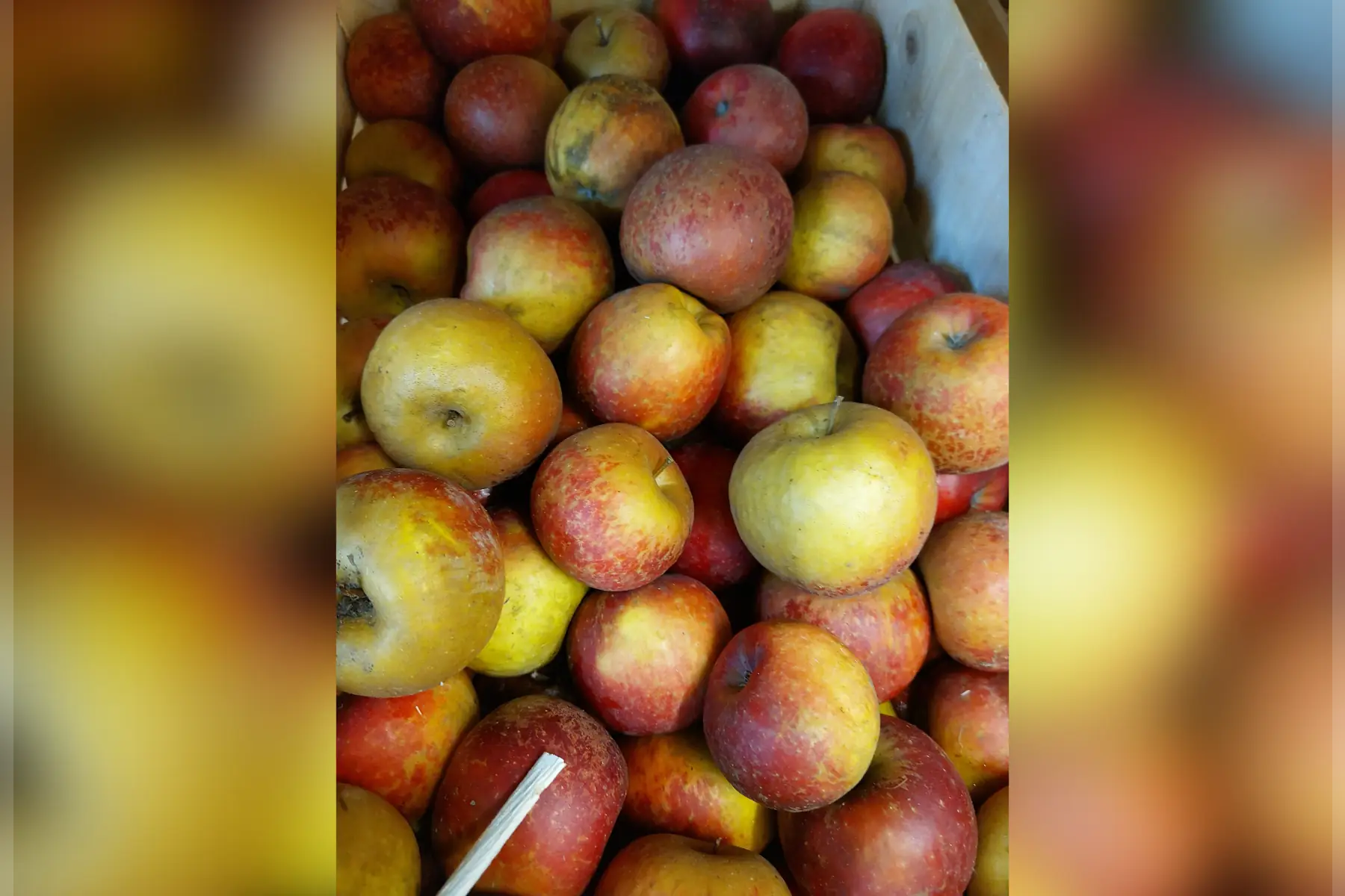 pomme