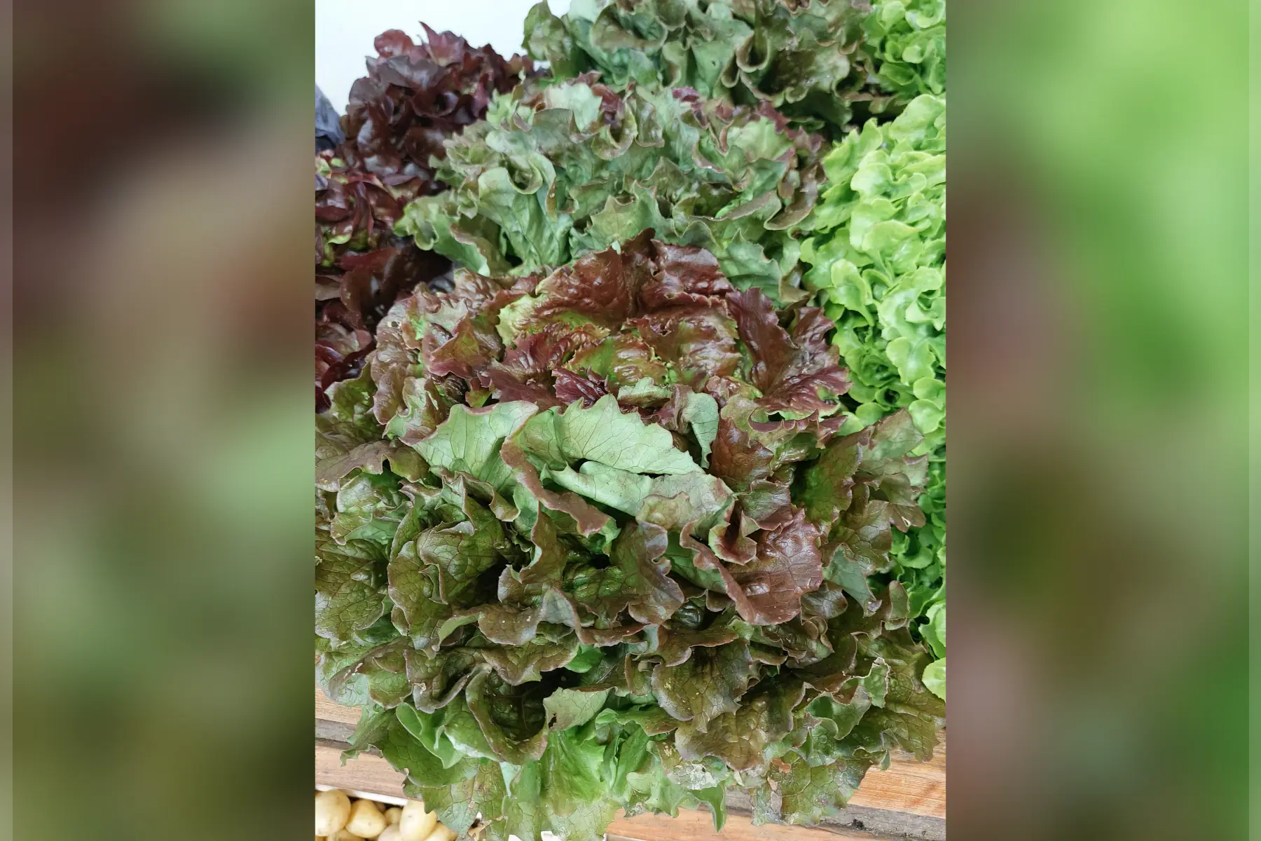 salade batavia rouge