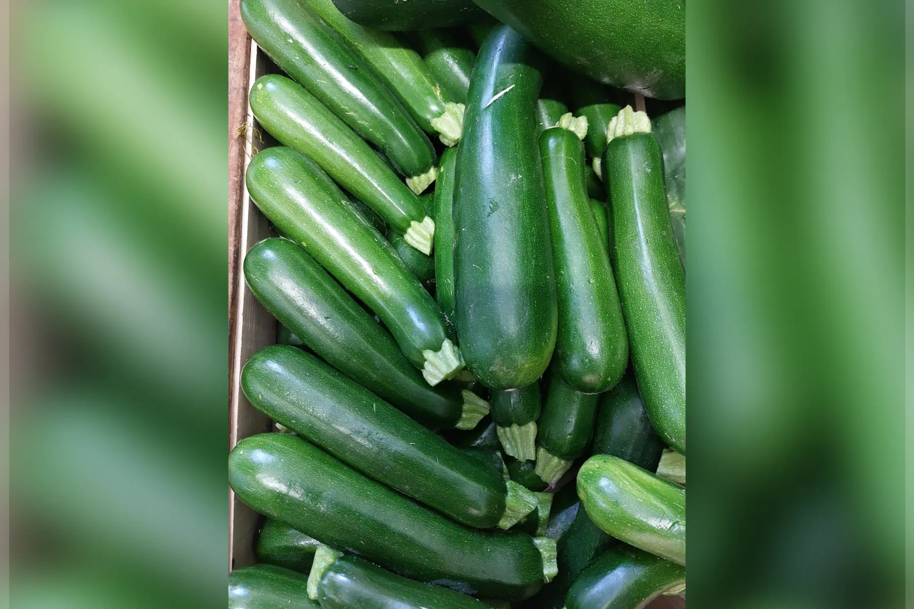 courgette longue