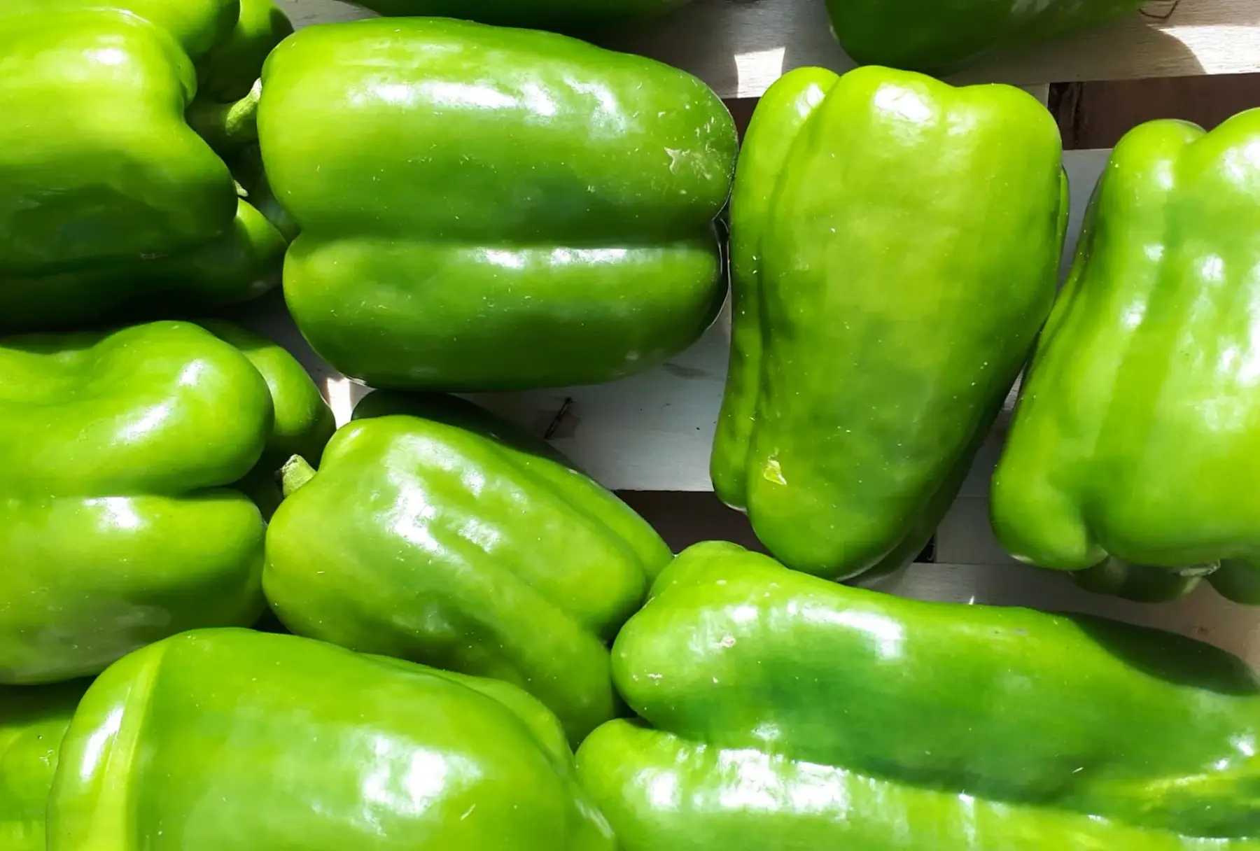 poivron vert