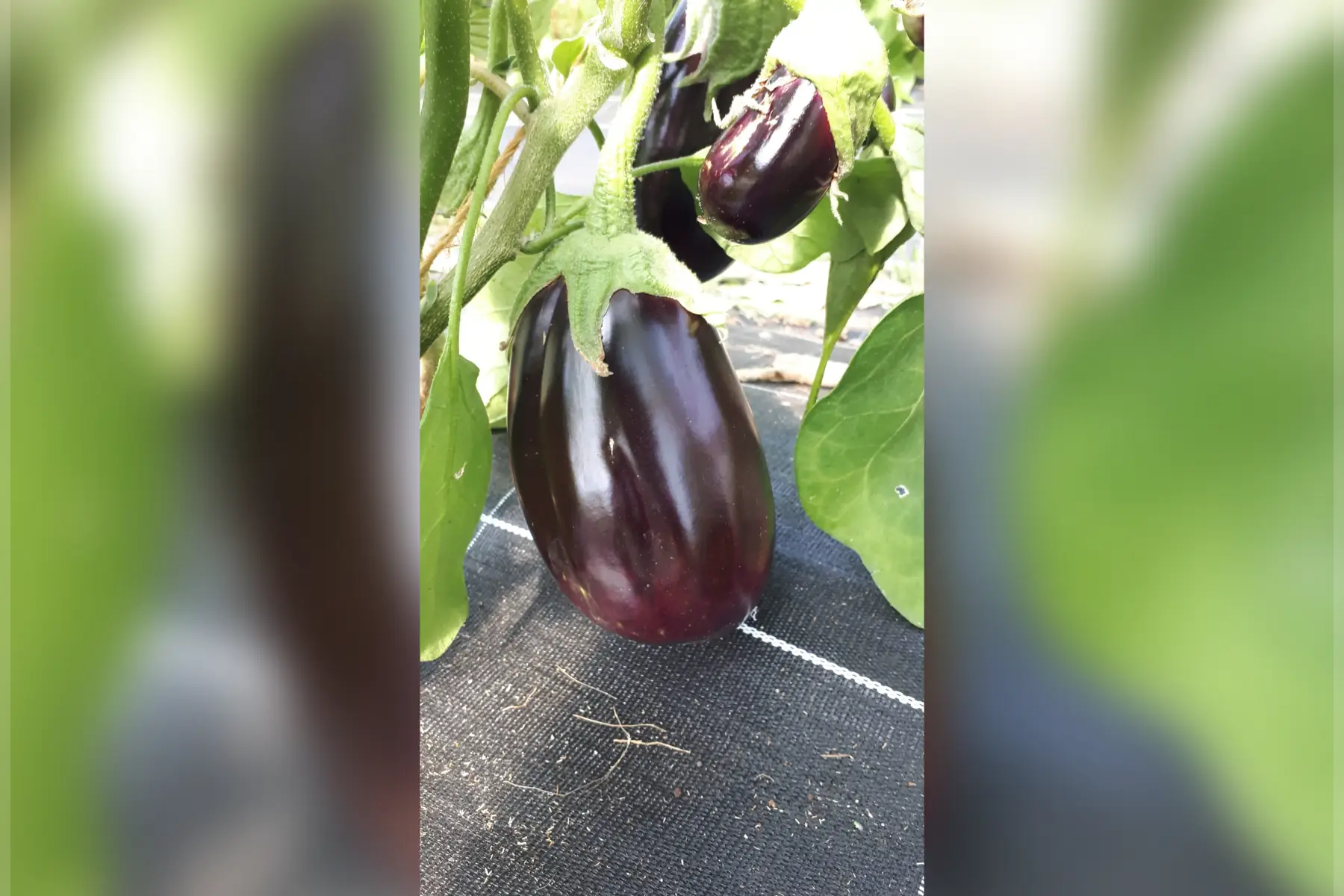 aubergine longue