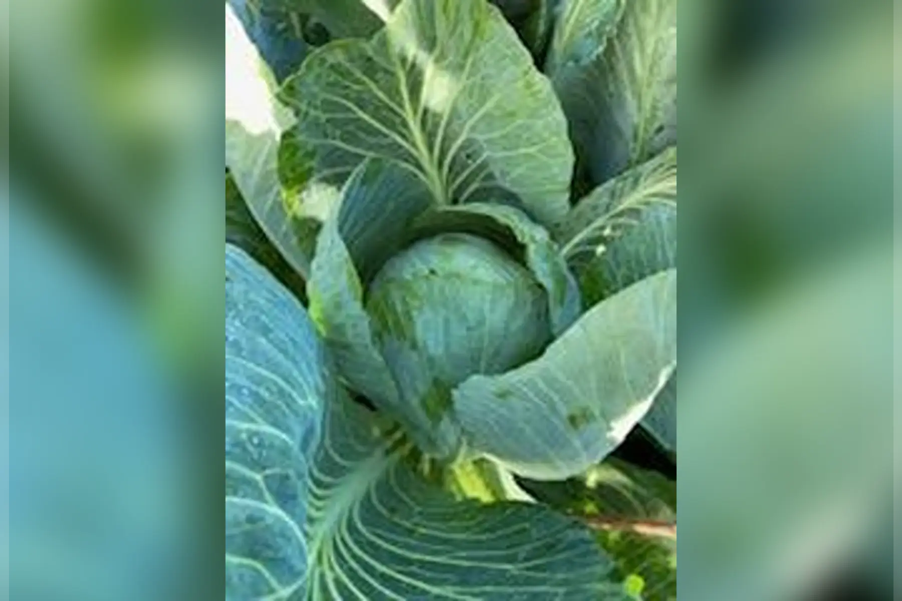 chou pomme rond blanc