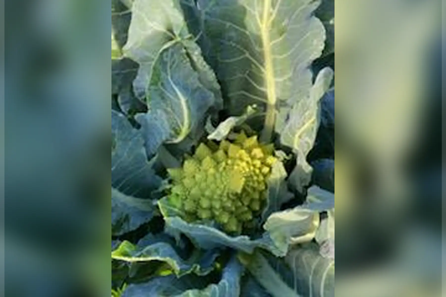 chou romanesco