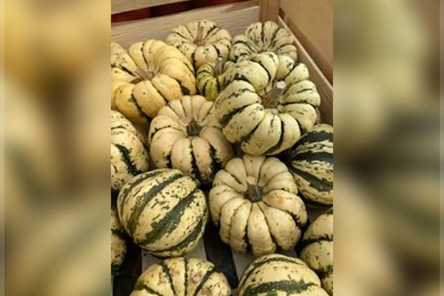 COURGE Patidou (sweet dumpling) blanche/verte