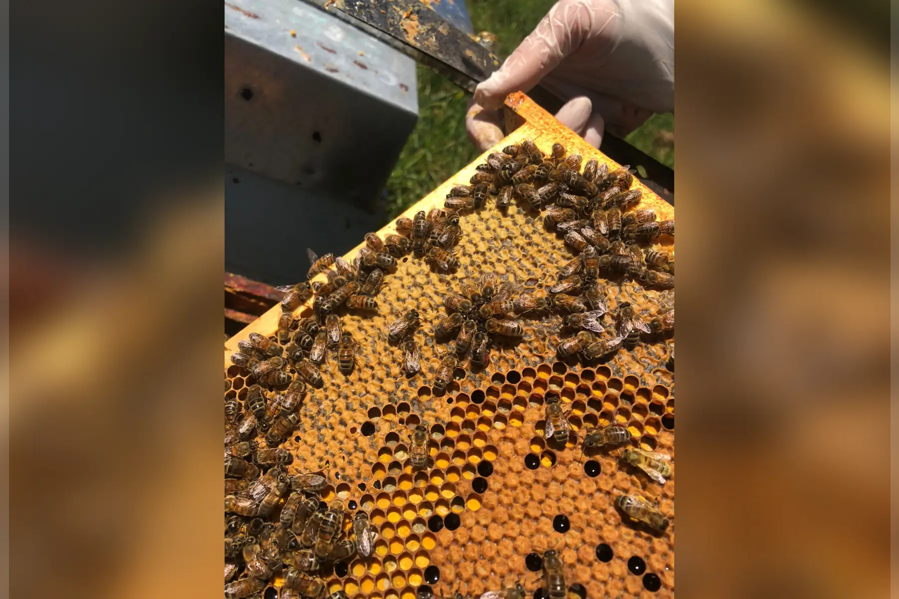 Les Ruchers d'Anne-Sophie