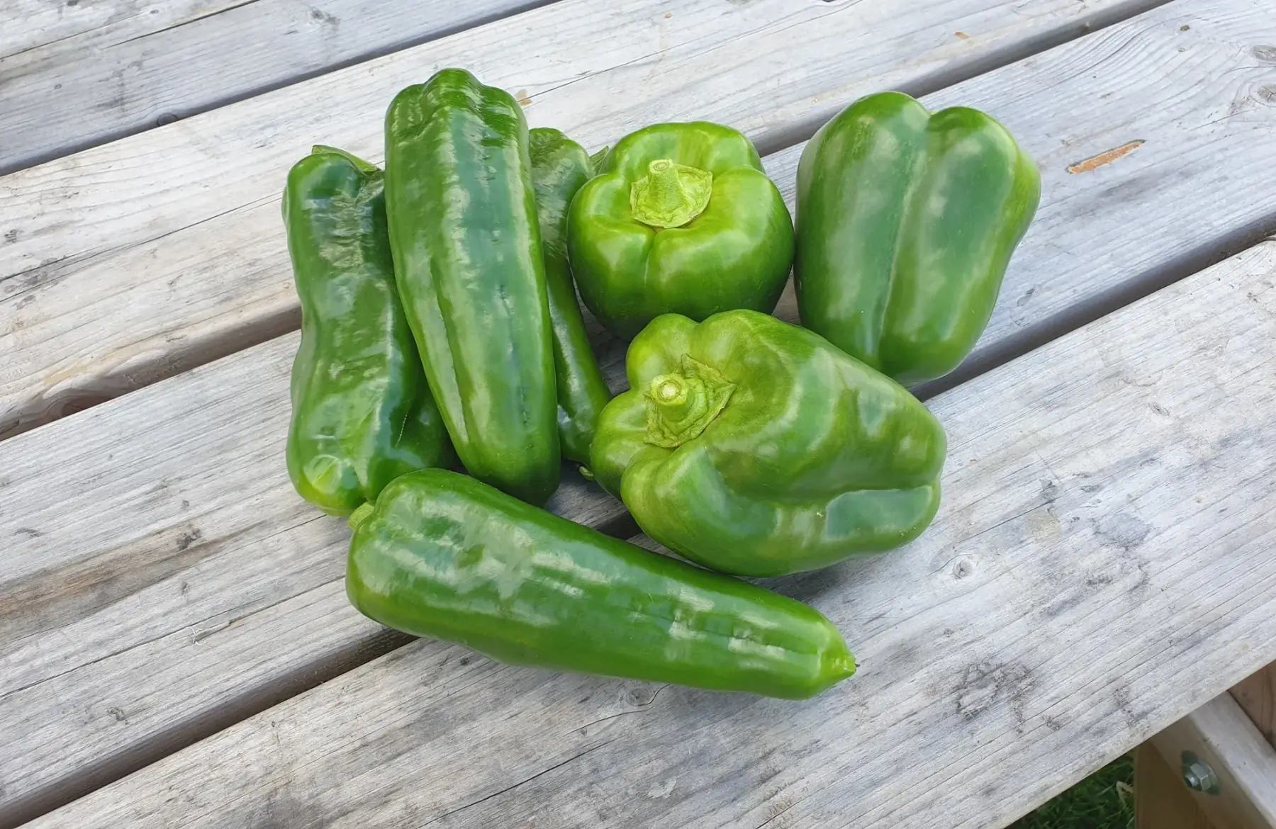 Poivron vert