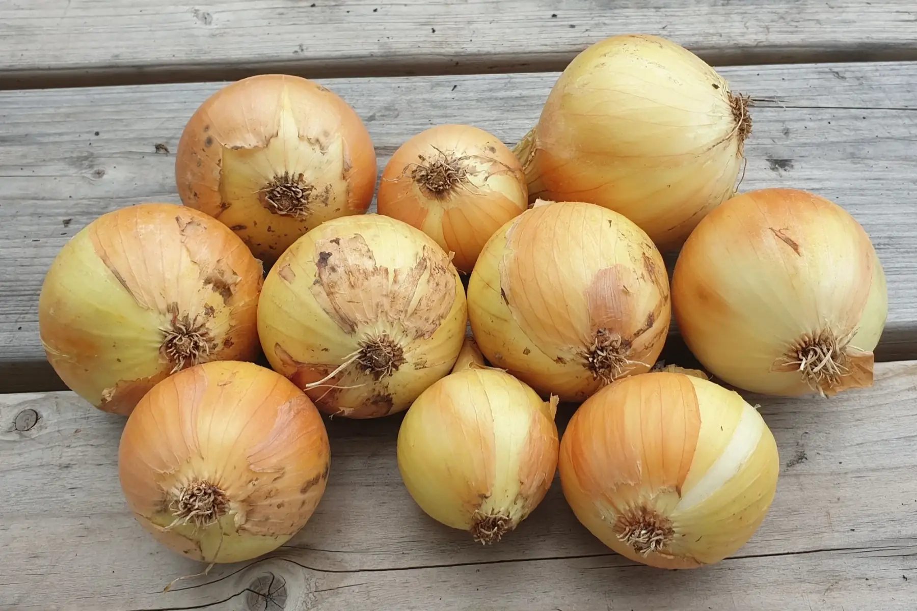 Oignons