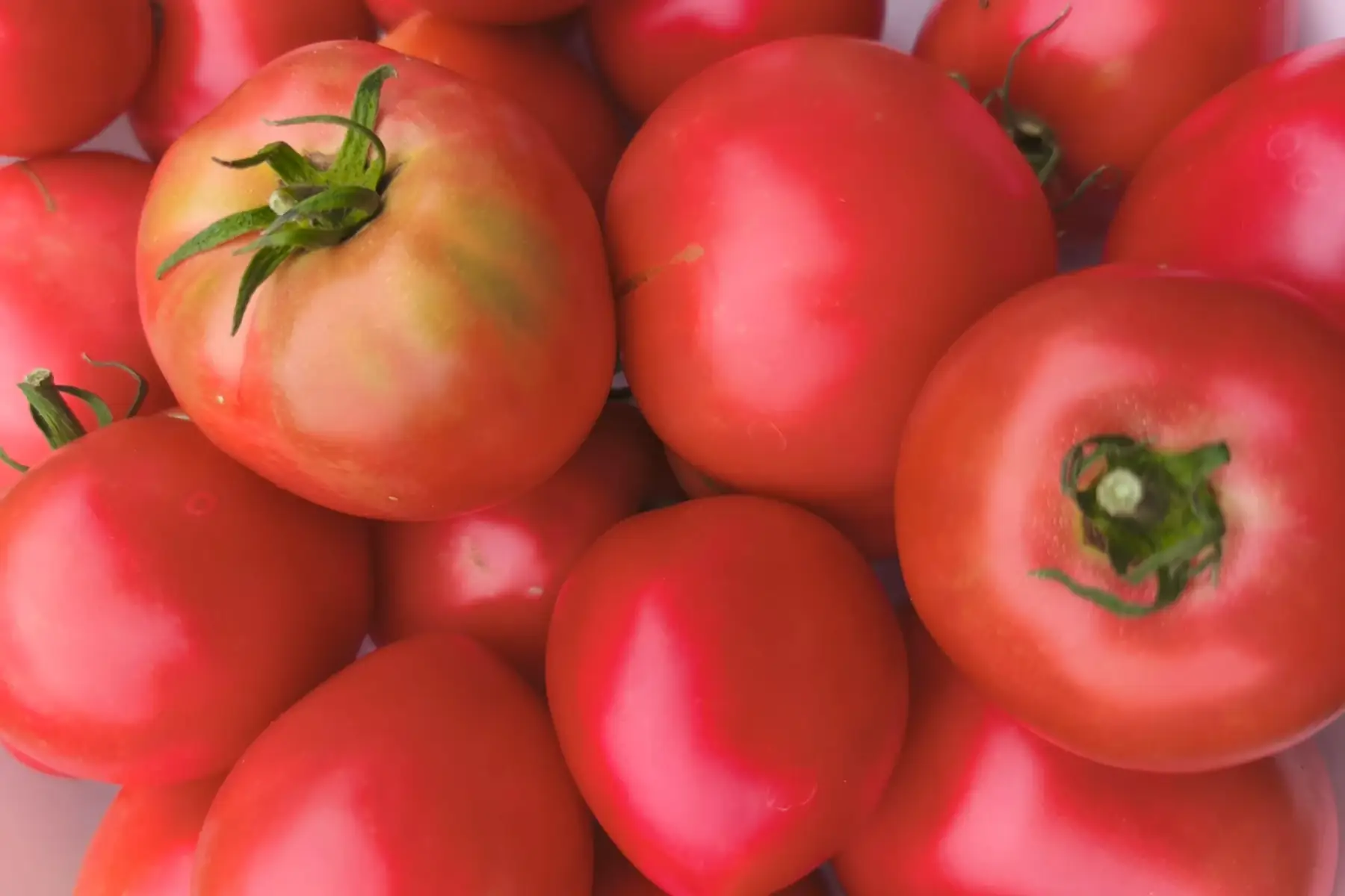 Tomates Rose de Berne