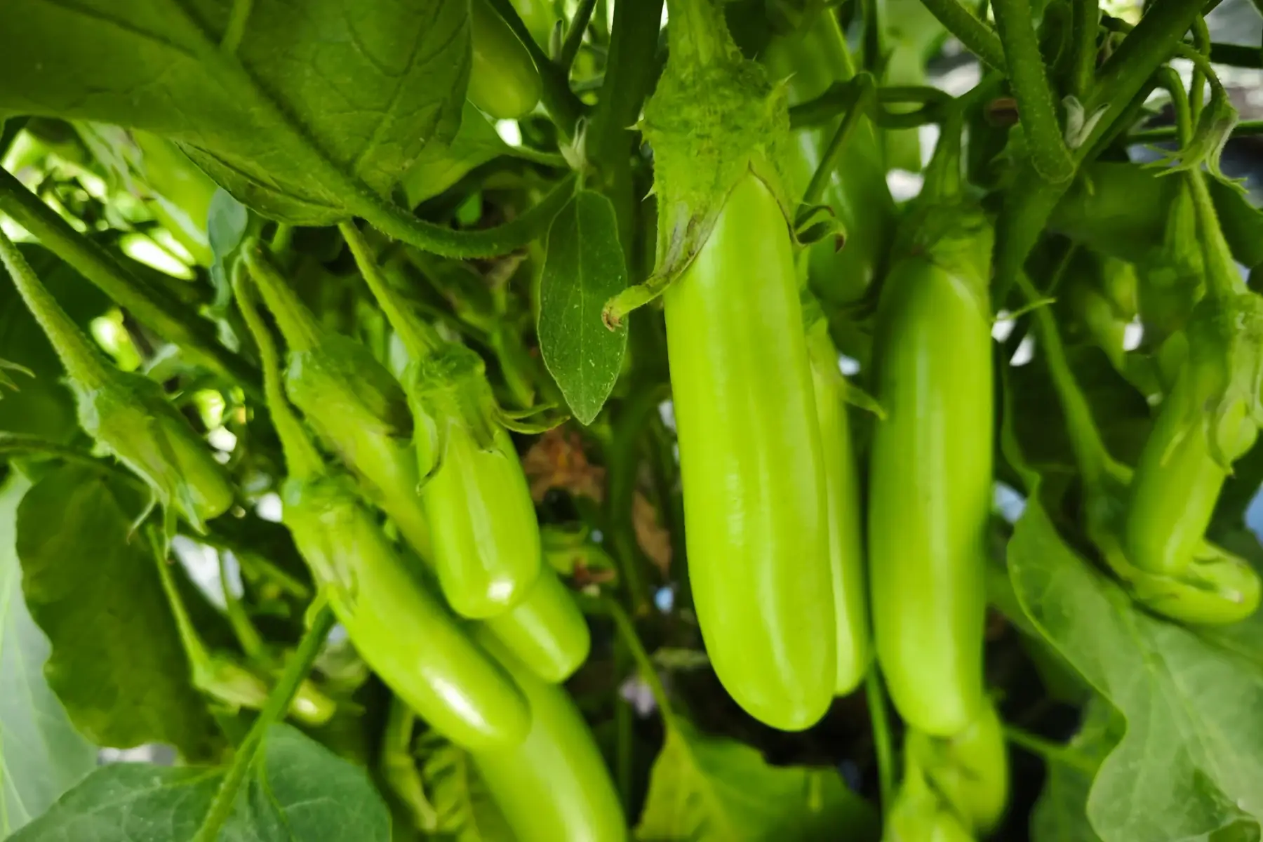 Aubergine longue verte