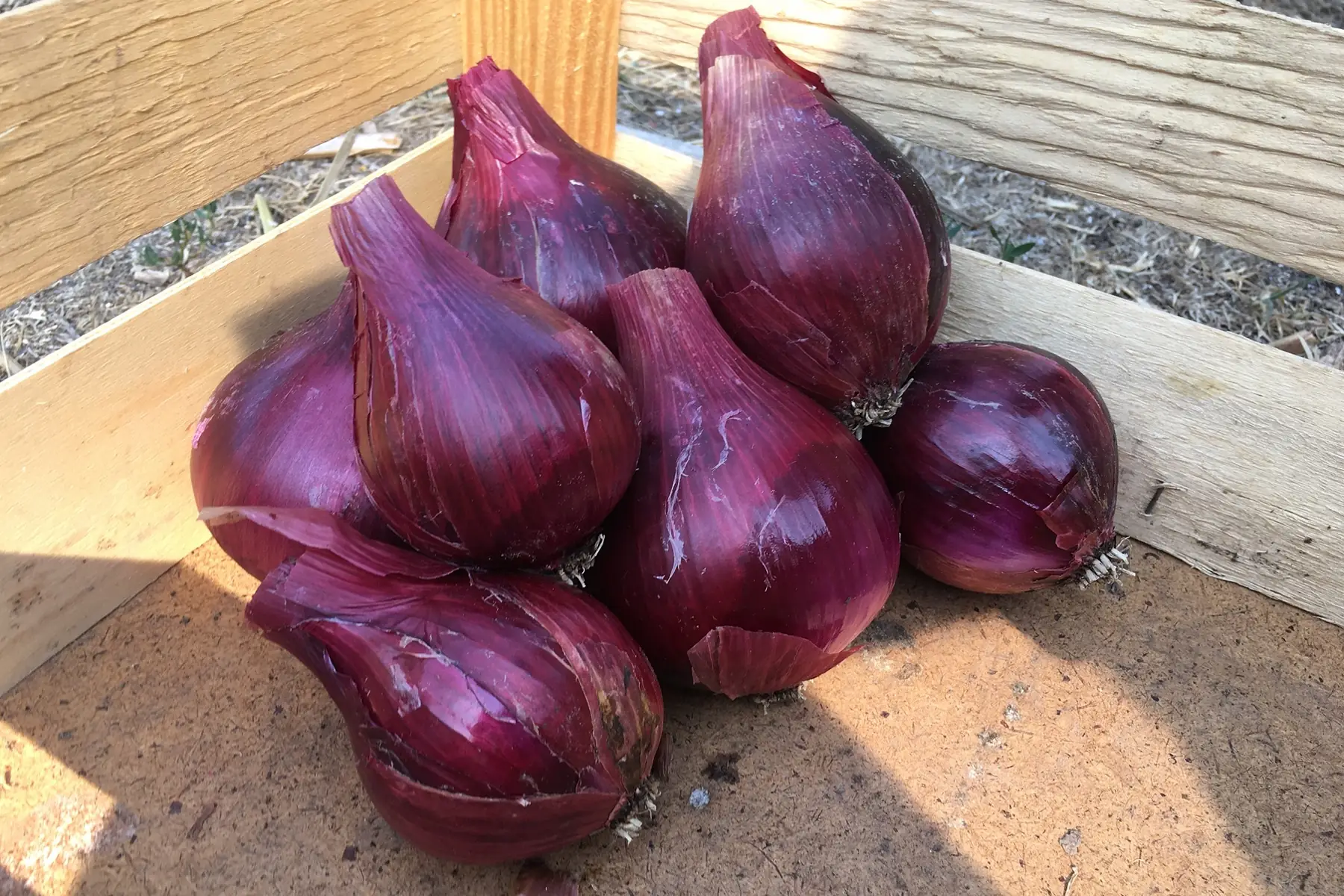 Oignons rouges