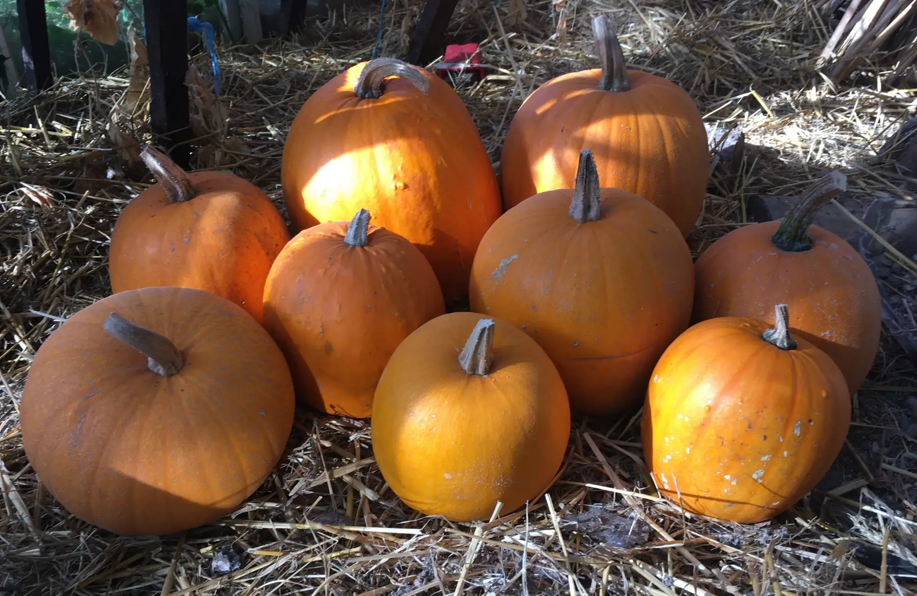 Citrouille Jack O Lantern