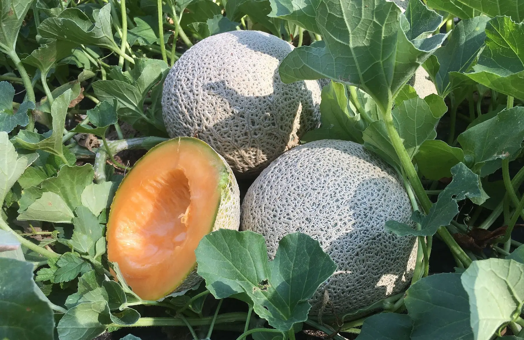Melon
