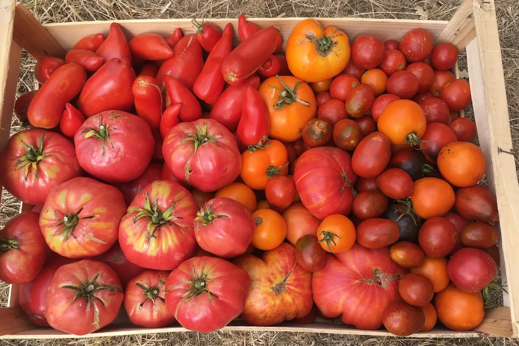tomates en mélange