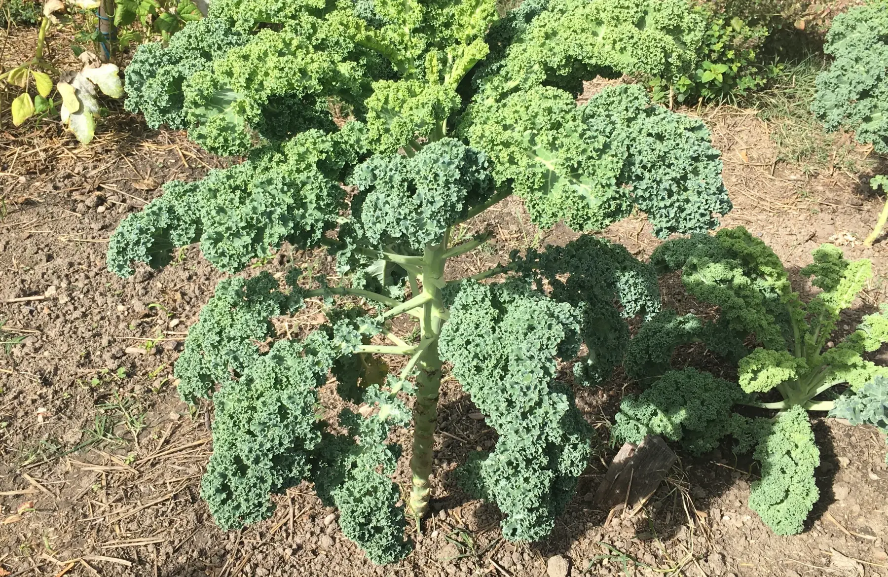 Chou Kale