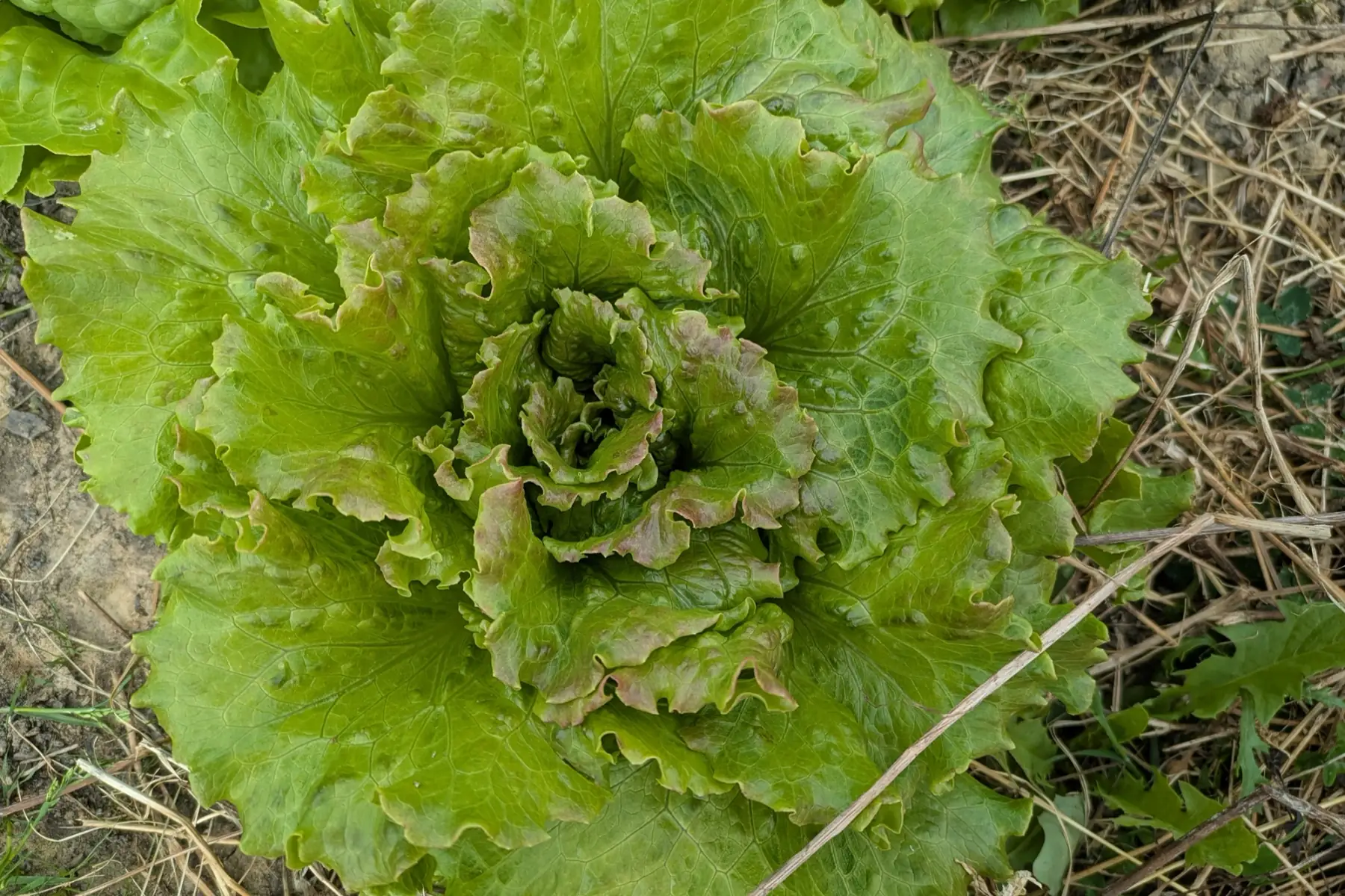 Salade