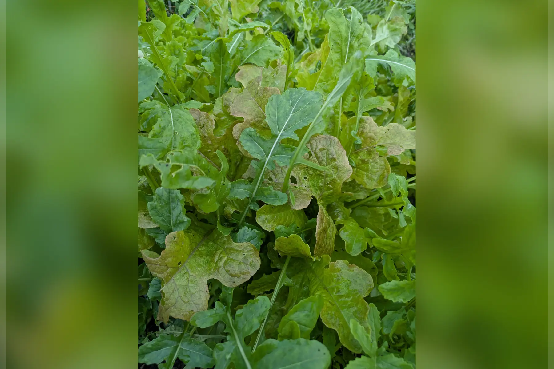 Mesclun Crétois
