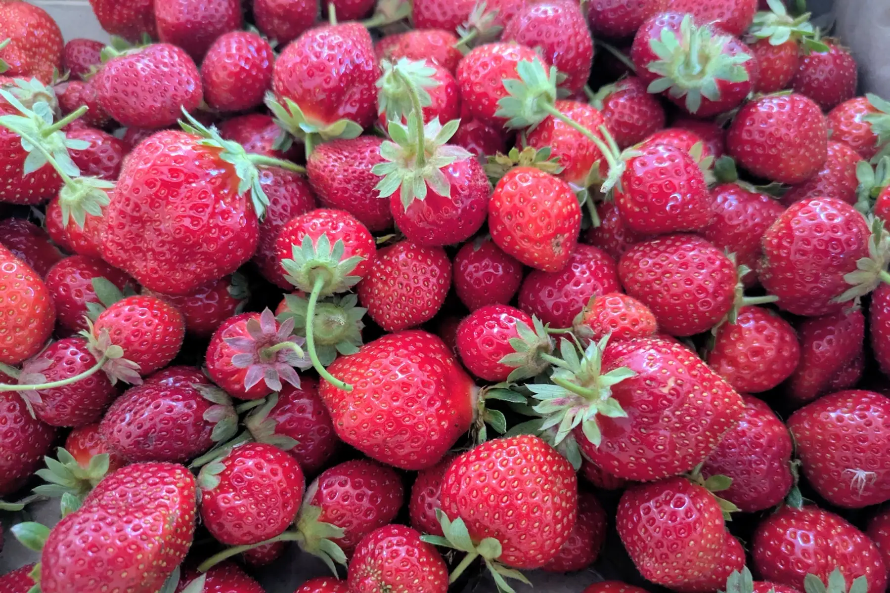 Fraises