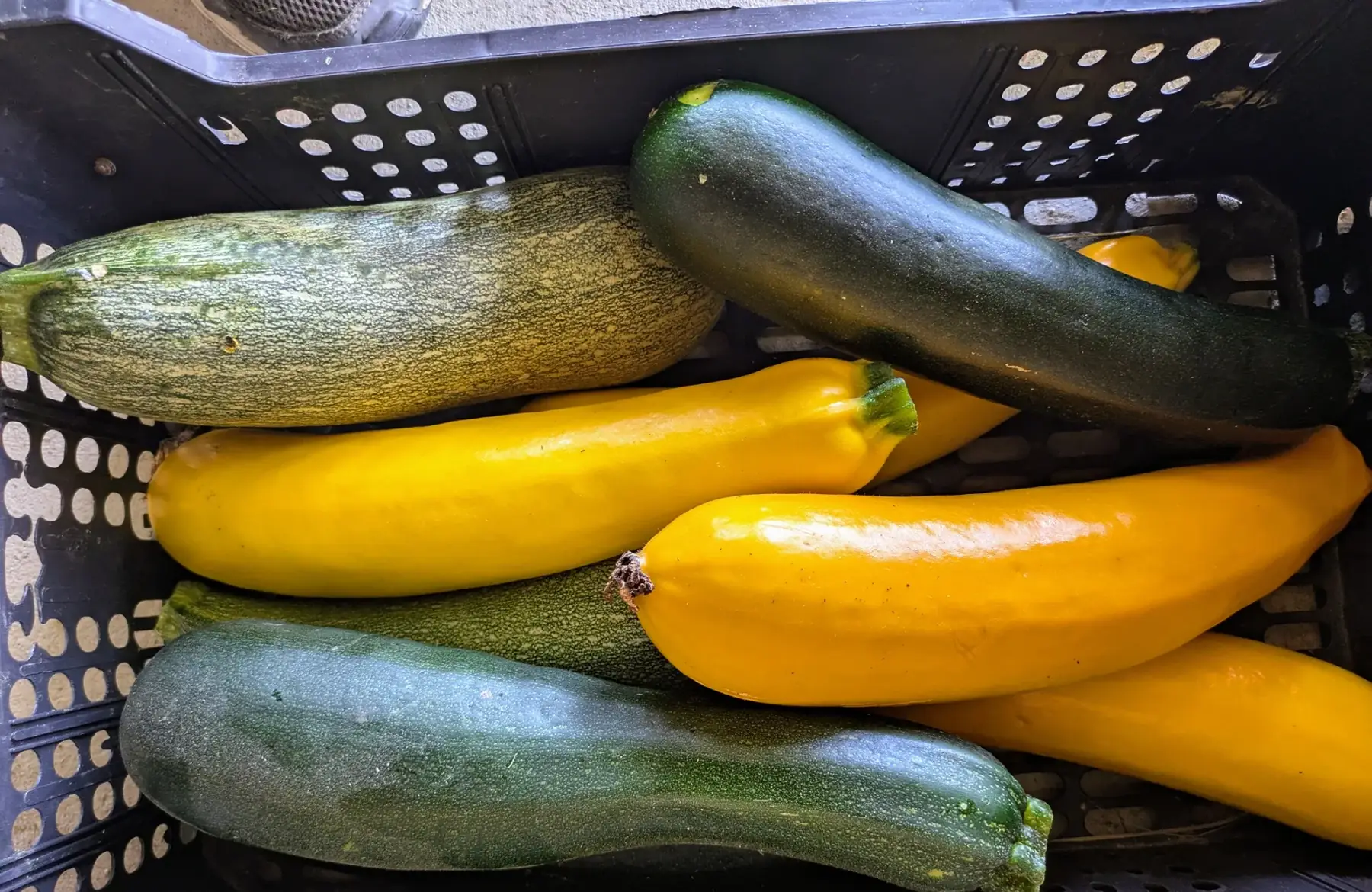 Courgettes