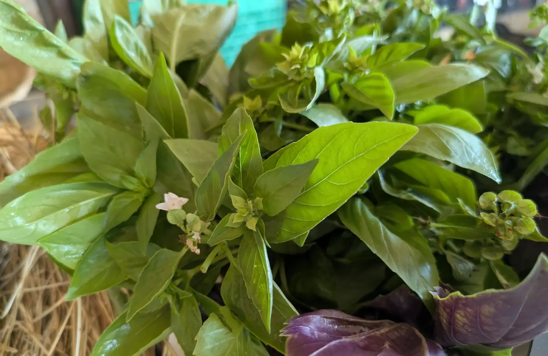 Basilic