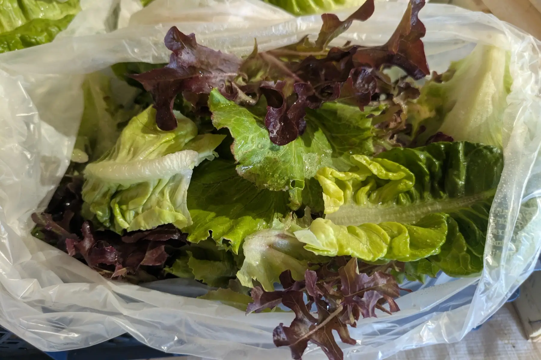 Mélange de salades