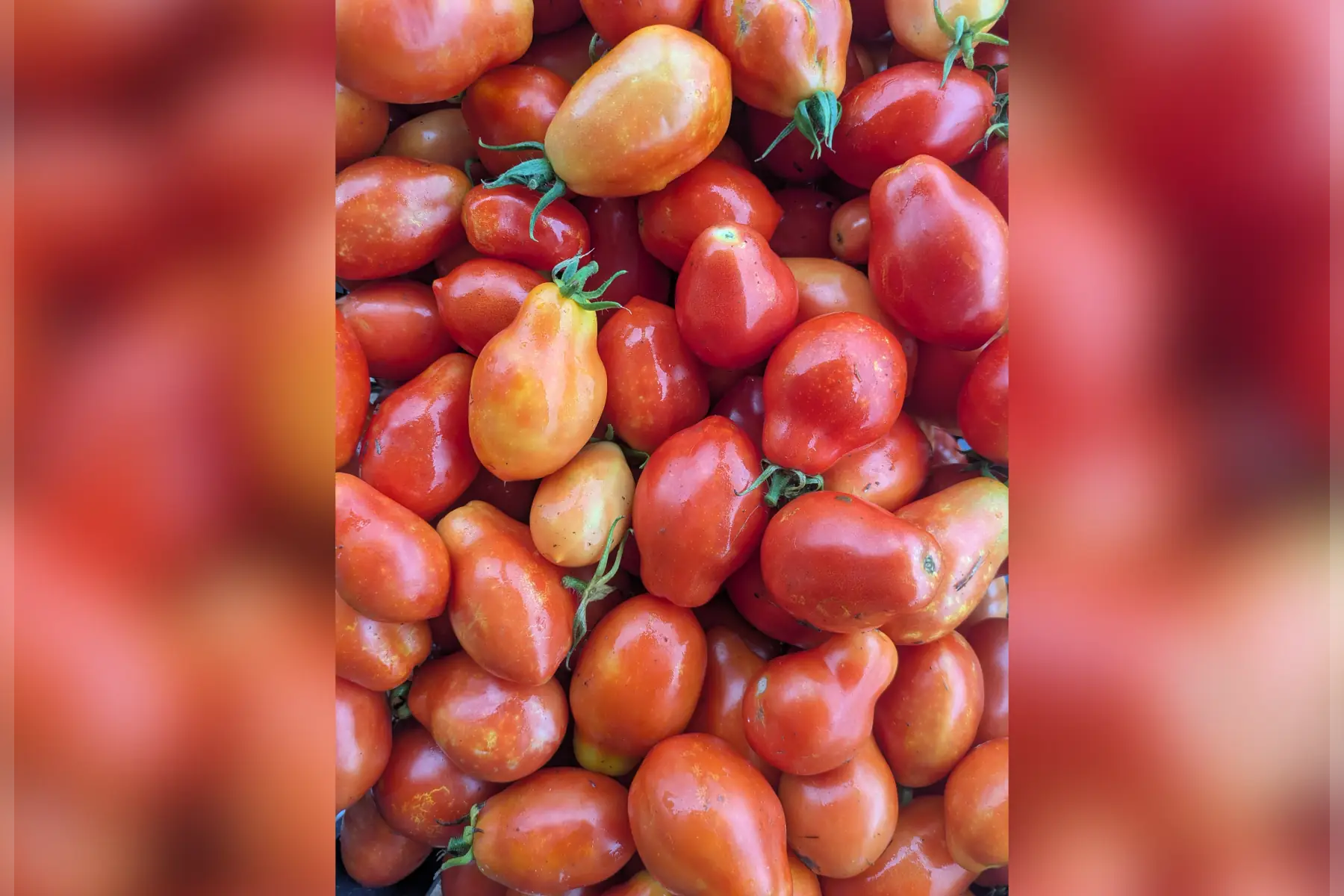 Tomate Roma Colis 5kg