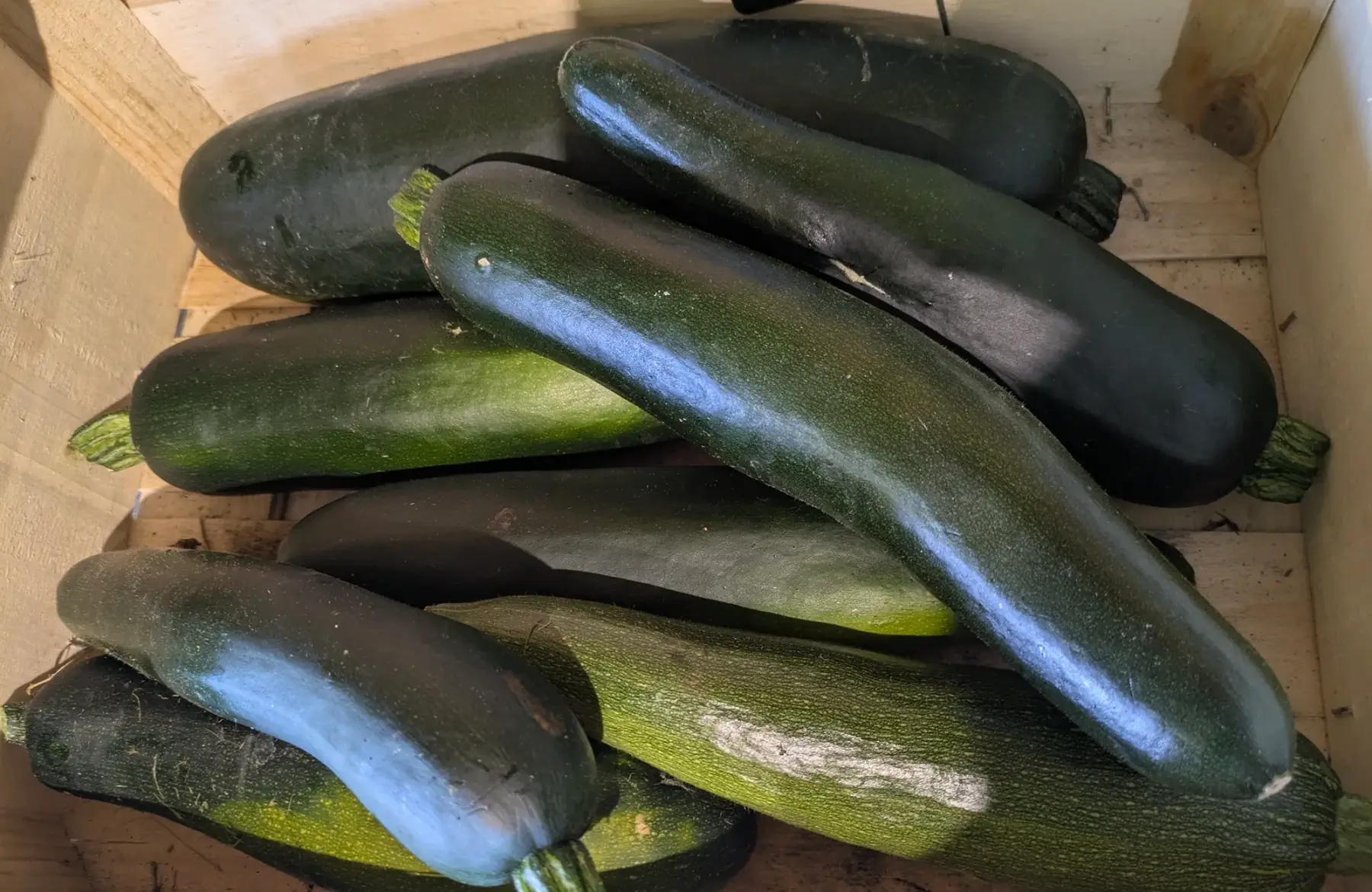 Courgettes